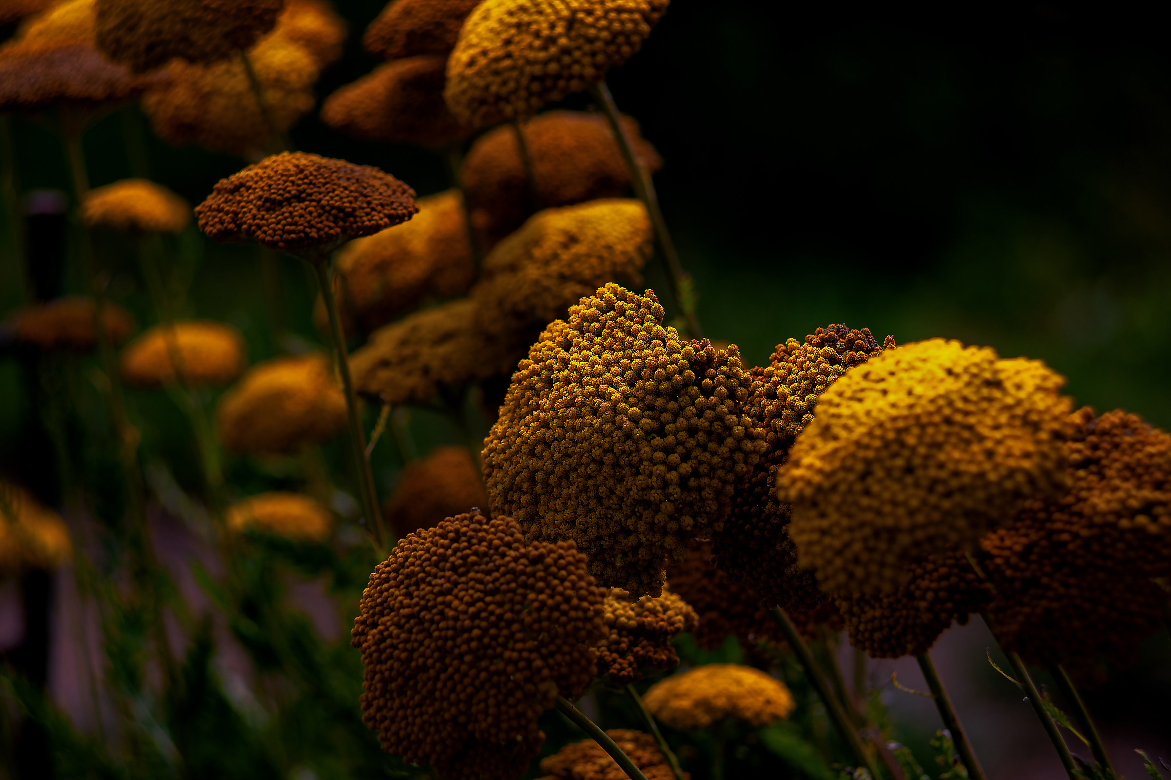 Strani fiori revisited