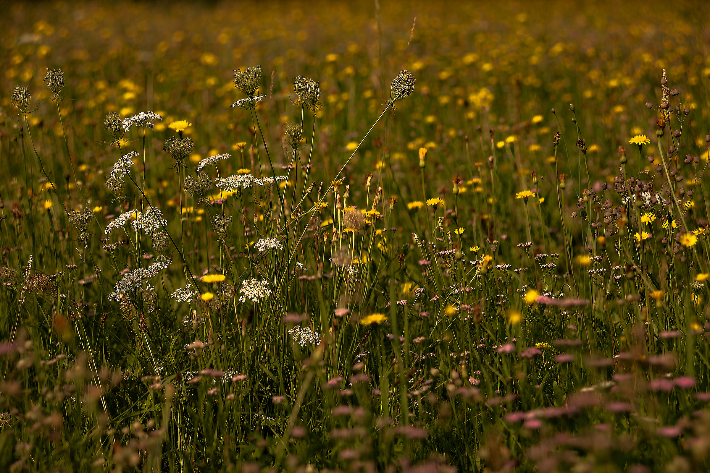 Field Flowers