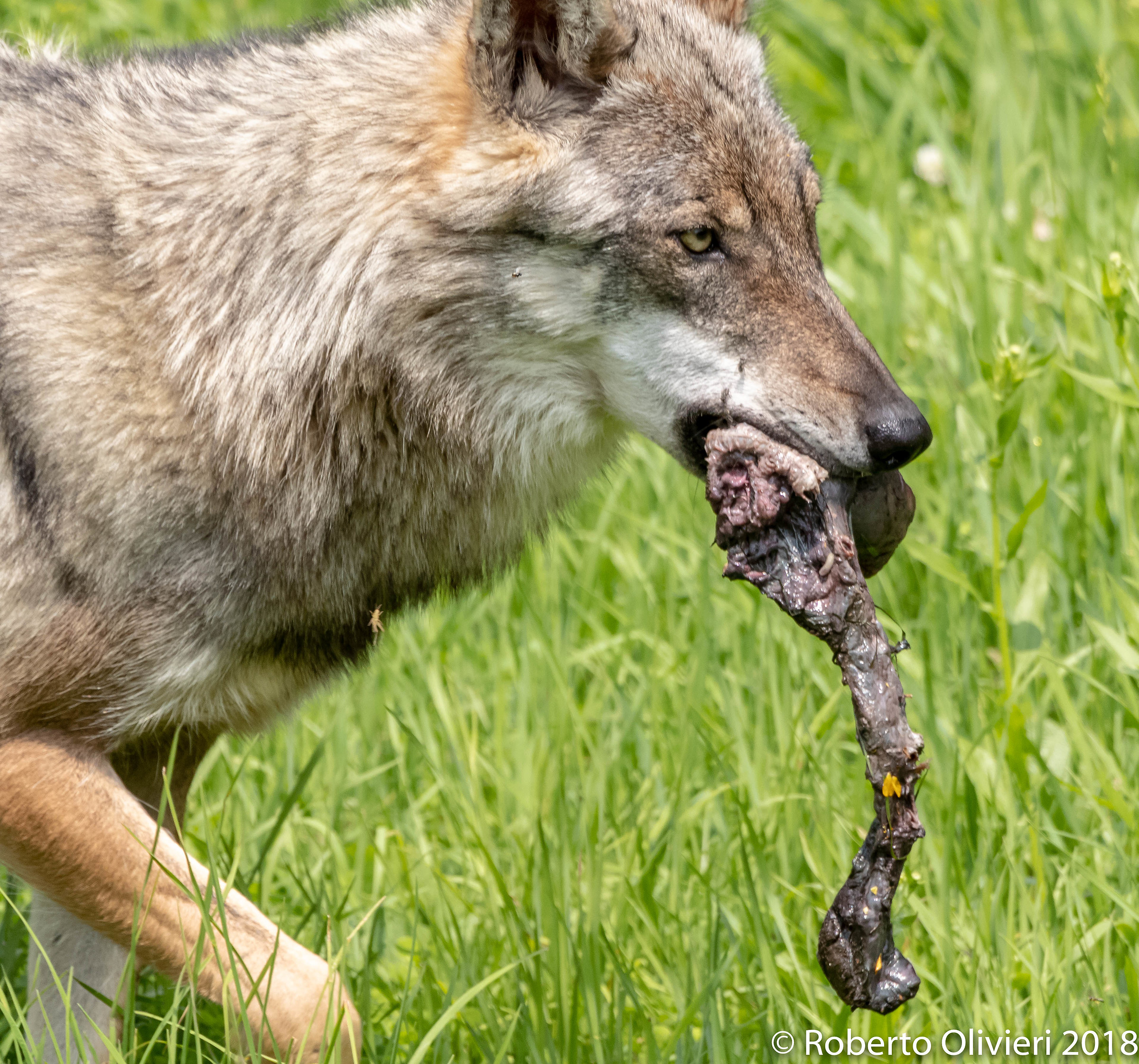Lupo appenninico (Canis Lupus Italicus)