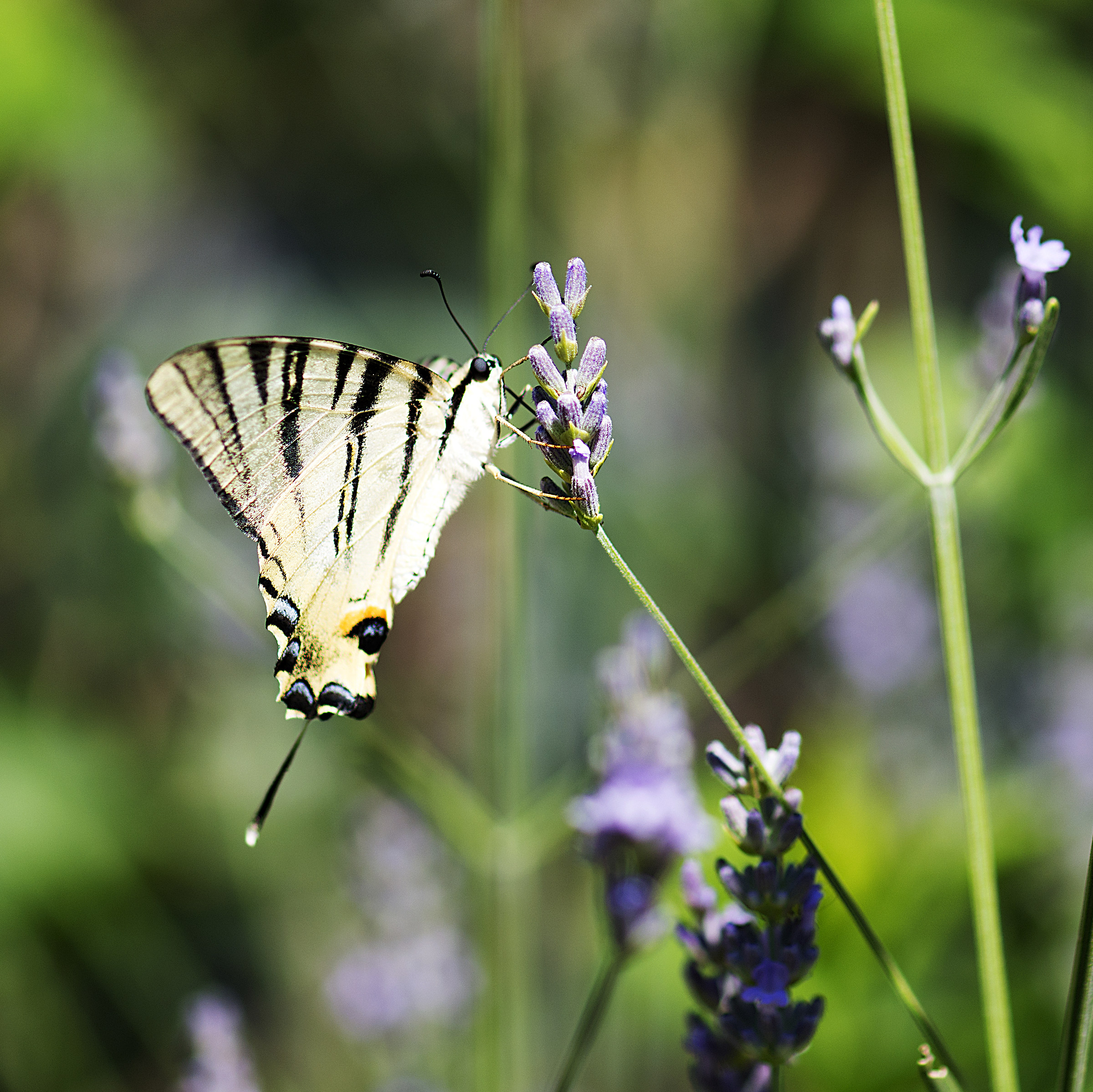 Farfalla e lavanda