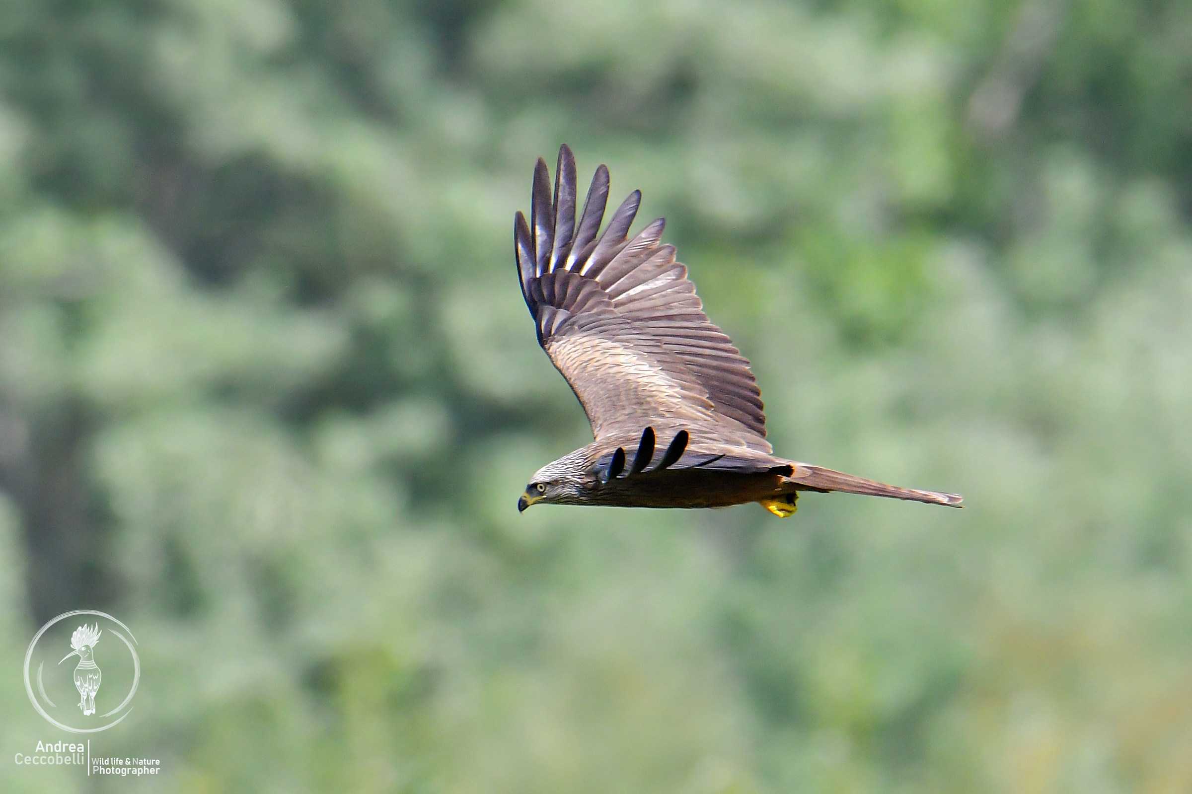 Pronto all'attacco...