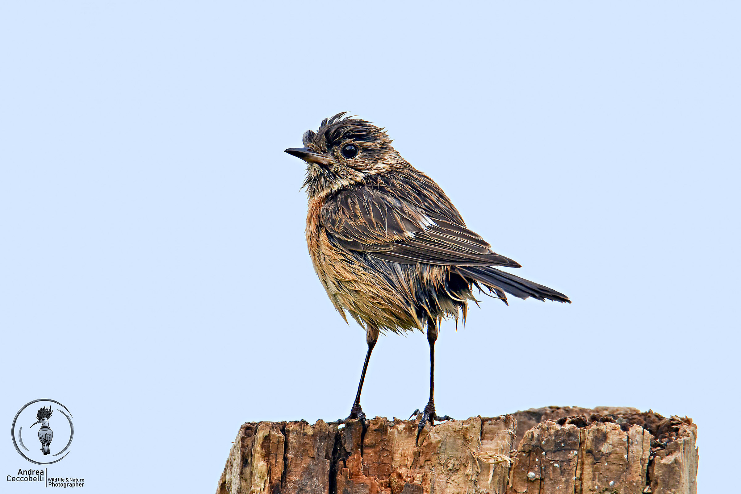 Se sono caduto nell'acqua c'è poco da guardar...