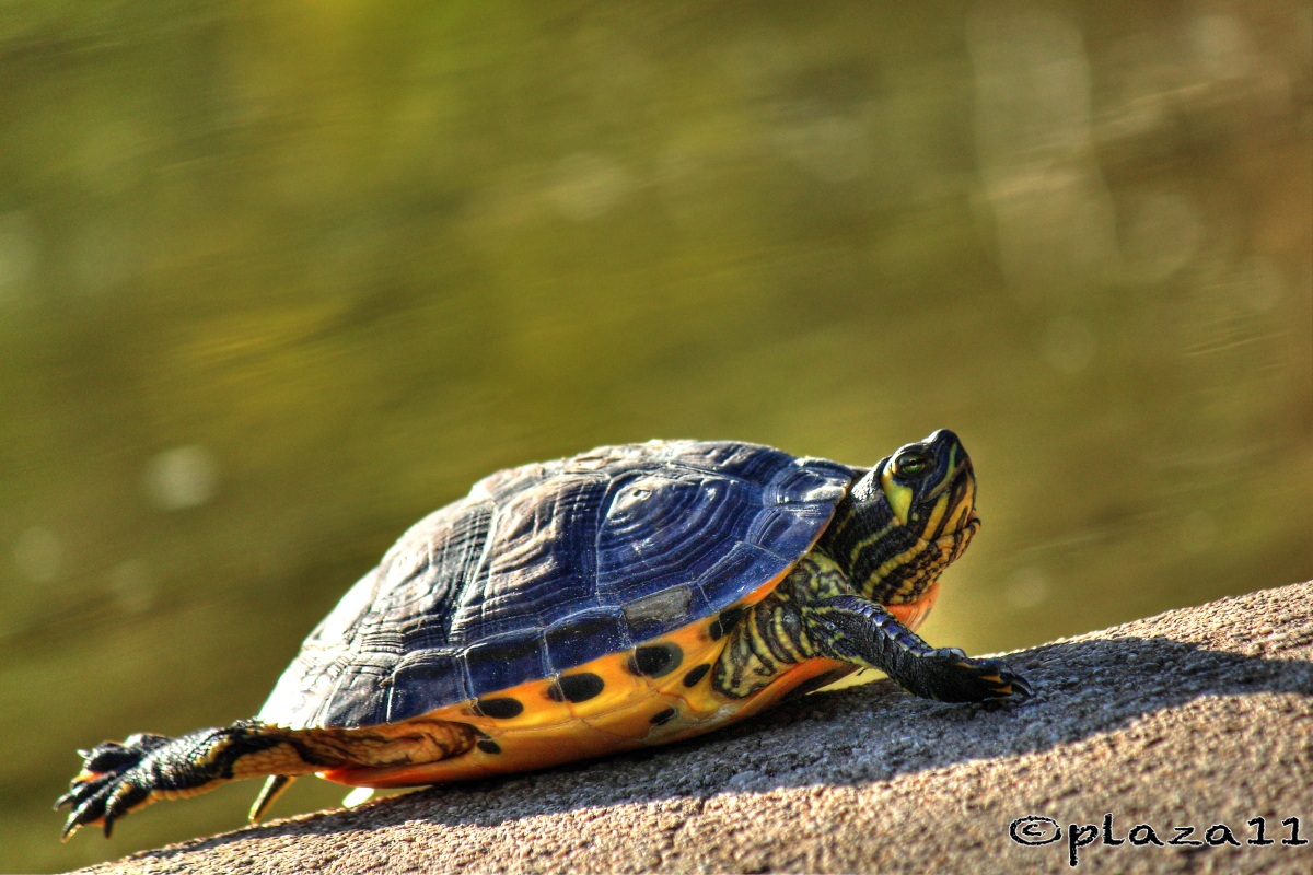 Comincia la salita...