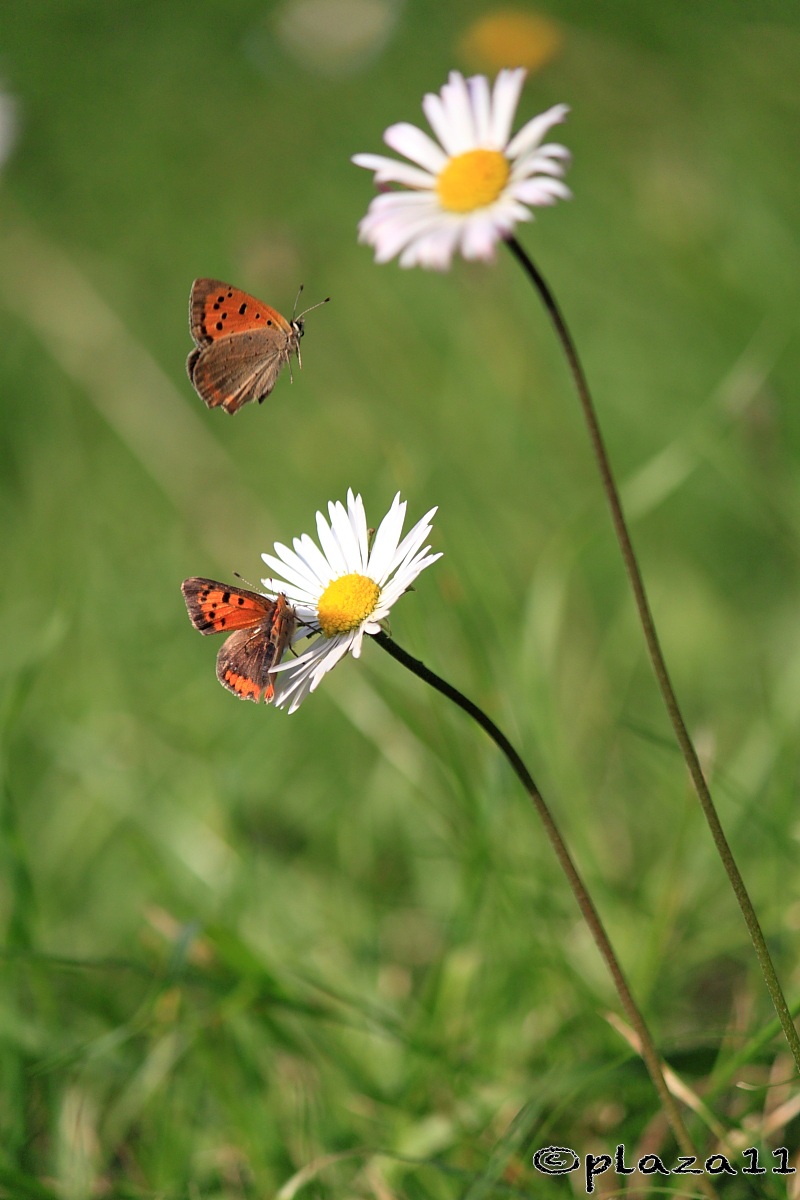 Butterflies and flowers