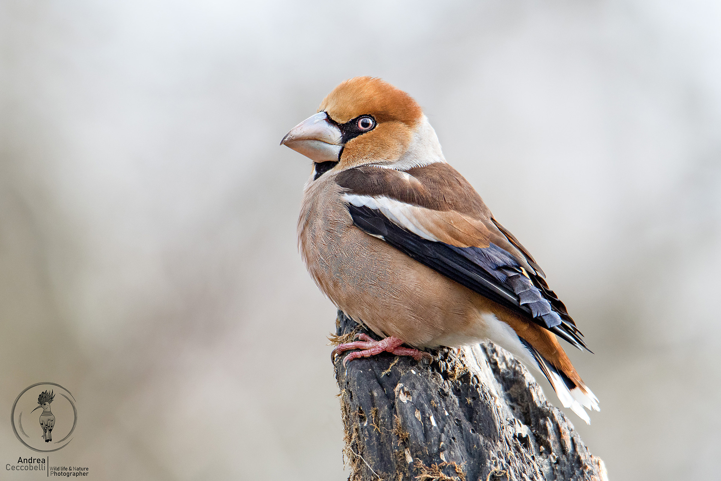 Adesso che devo fare...mah!