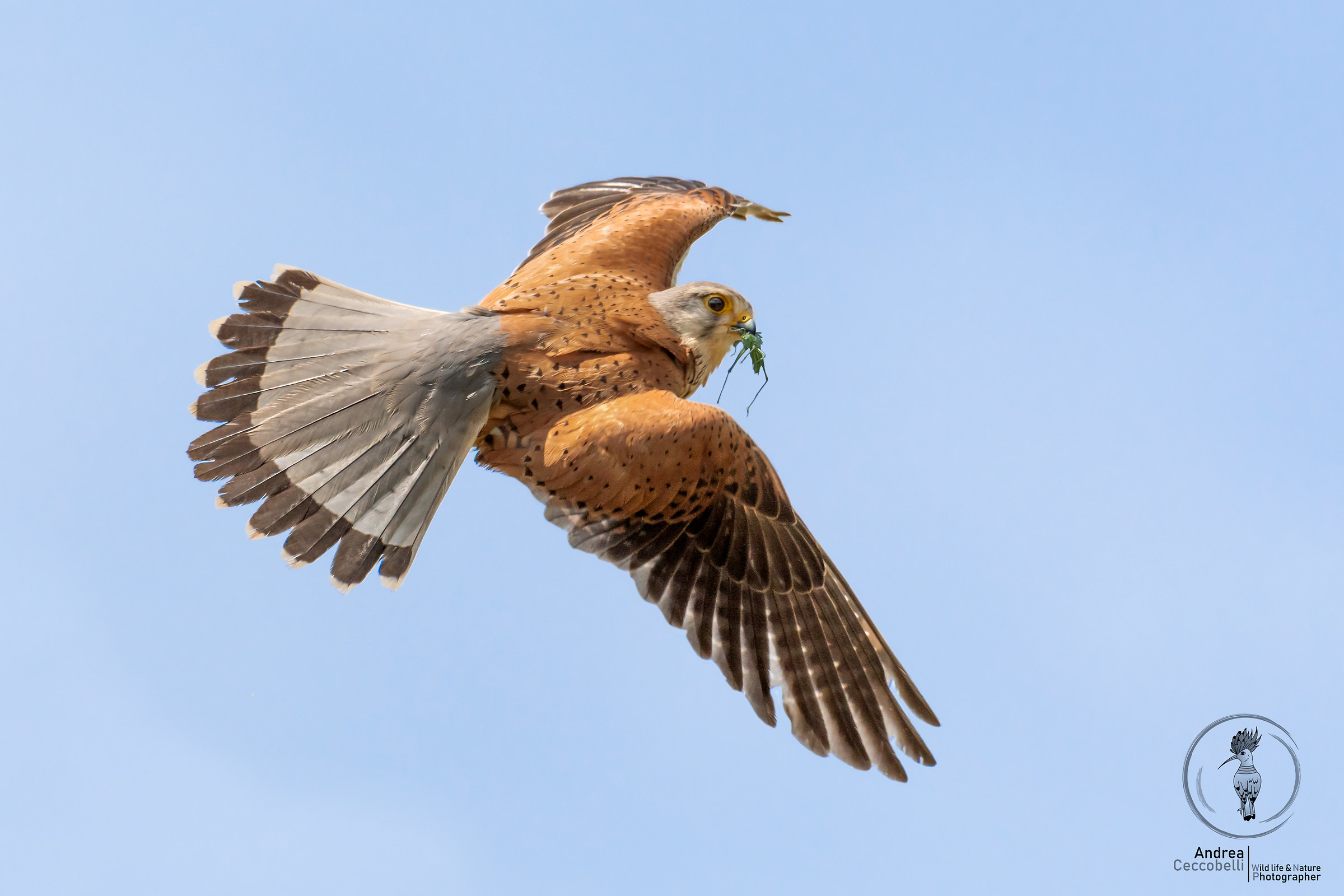 Abilità e fermezza...