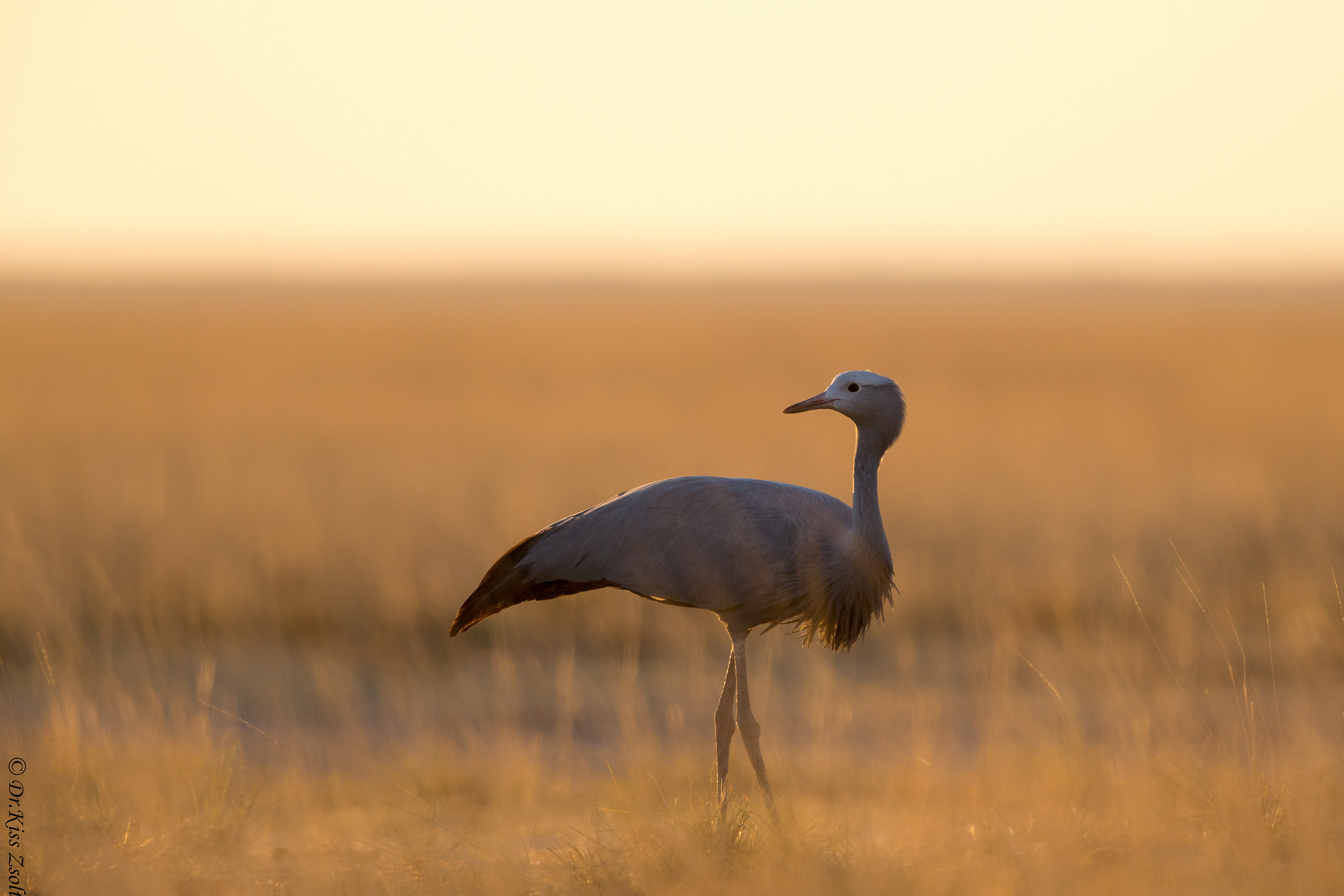 Blue crane at sunset