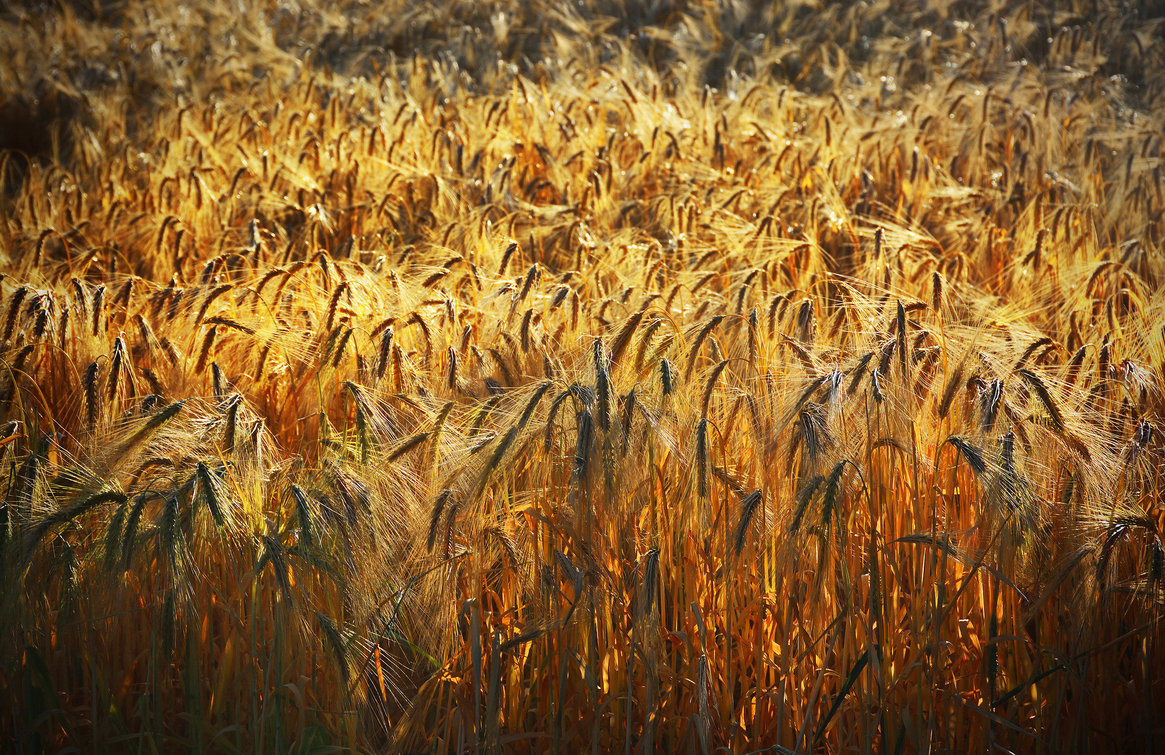 Campi di fuoco