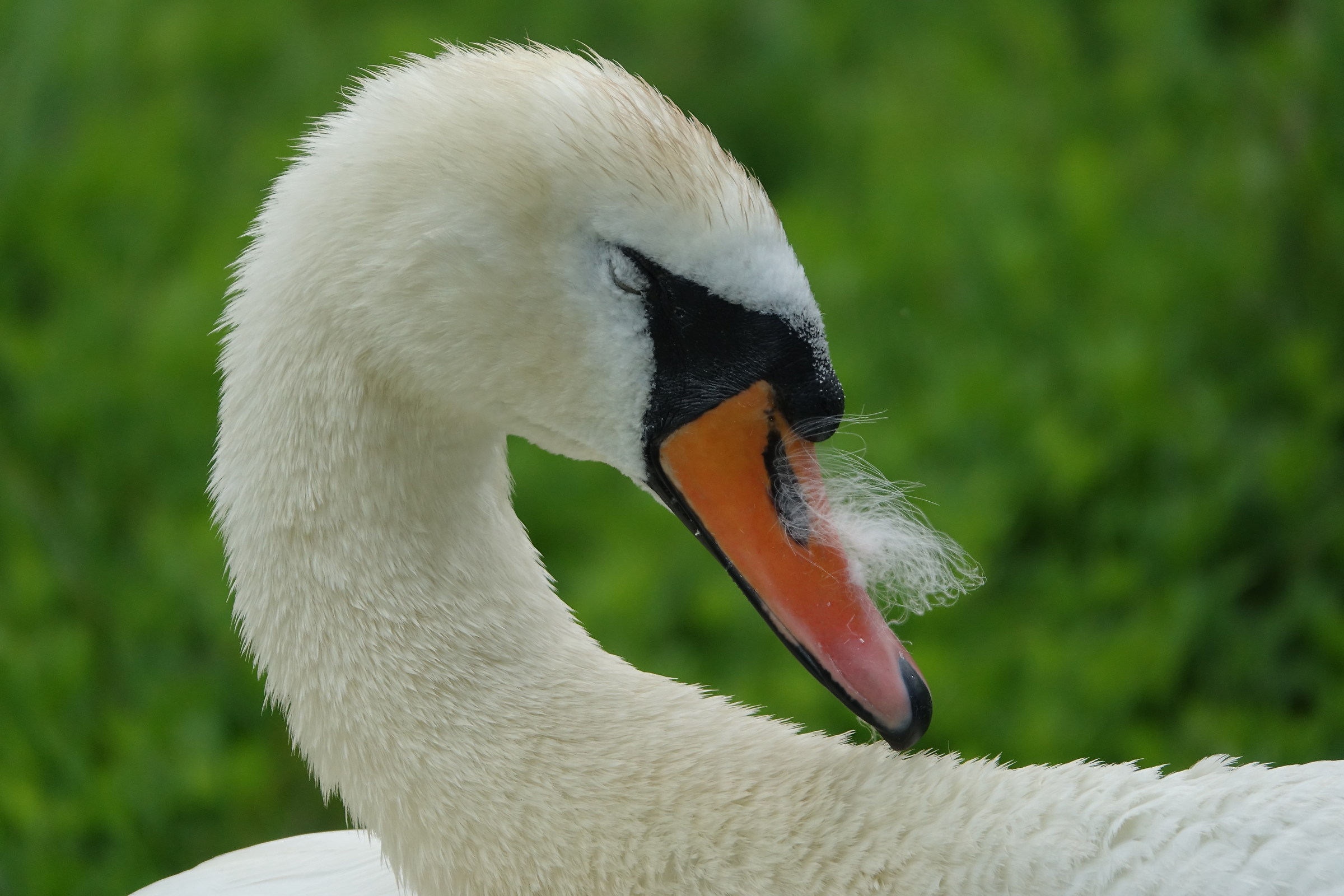 Swan with Mustache