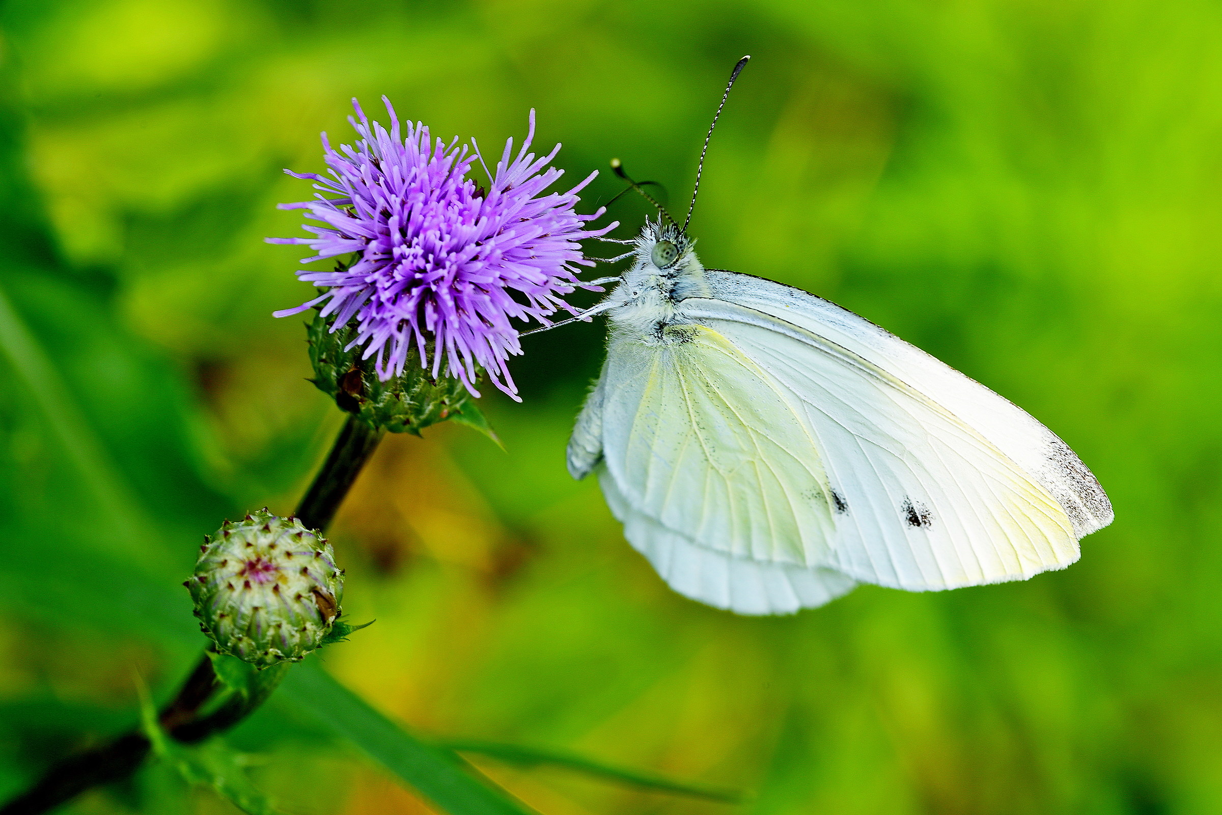 Large White