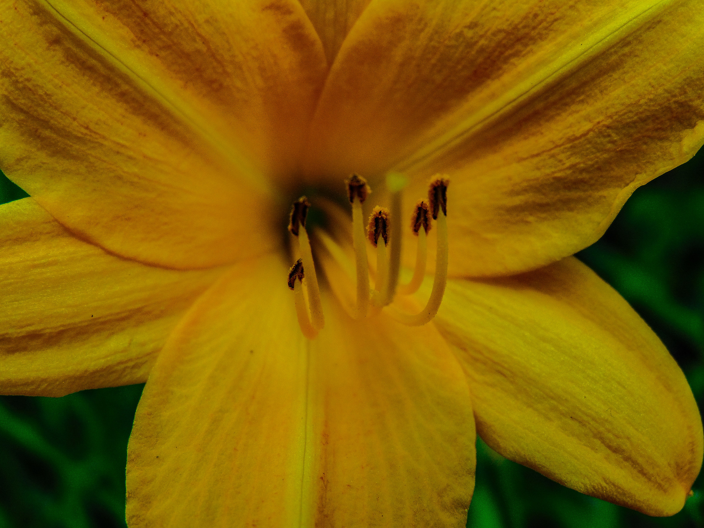 Yellow Flower