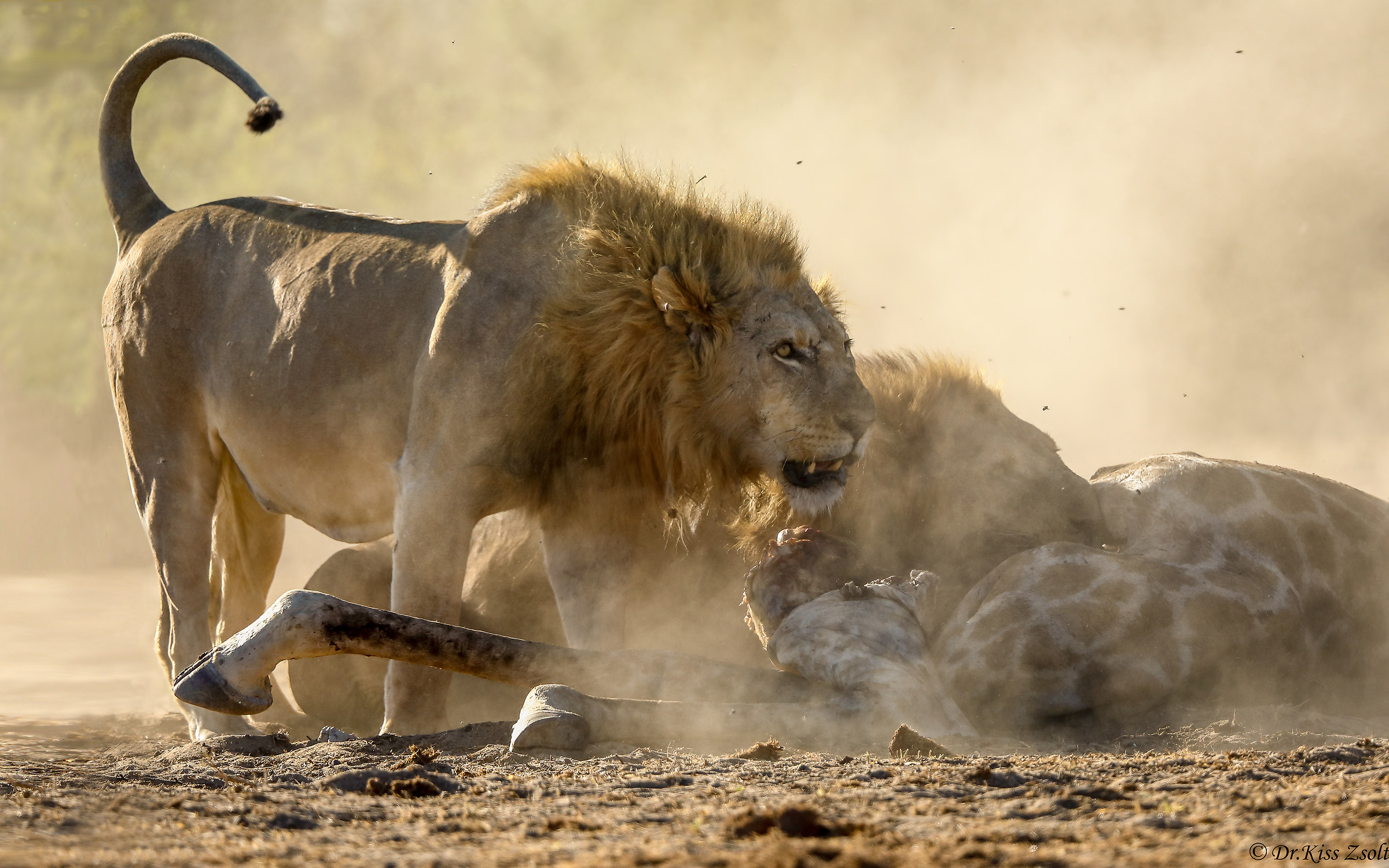 Lions in the dust