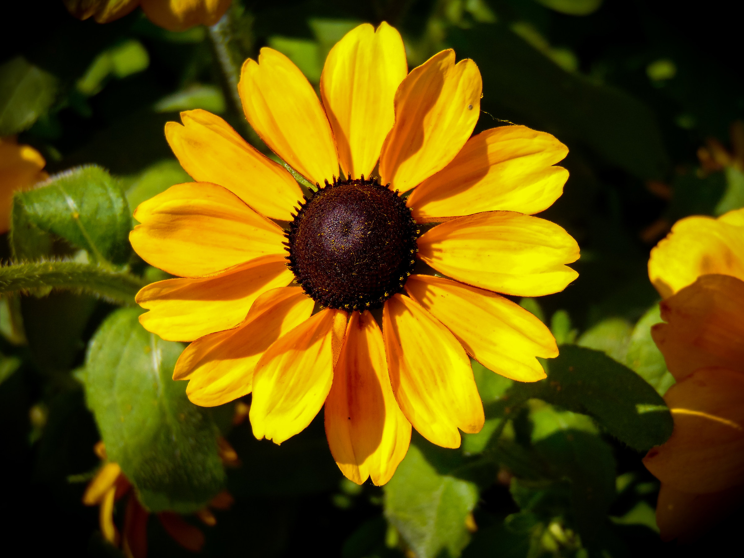 Yellow Daisy