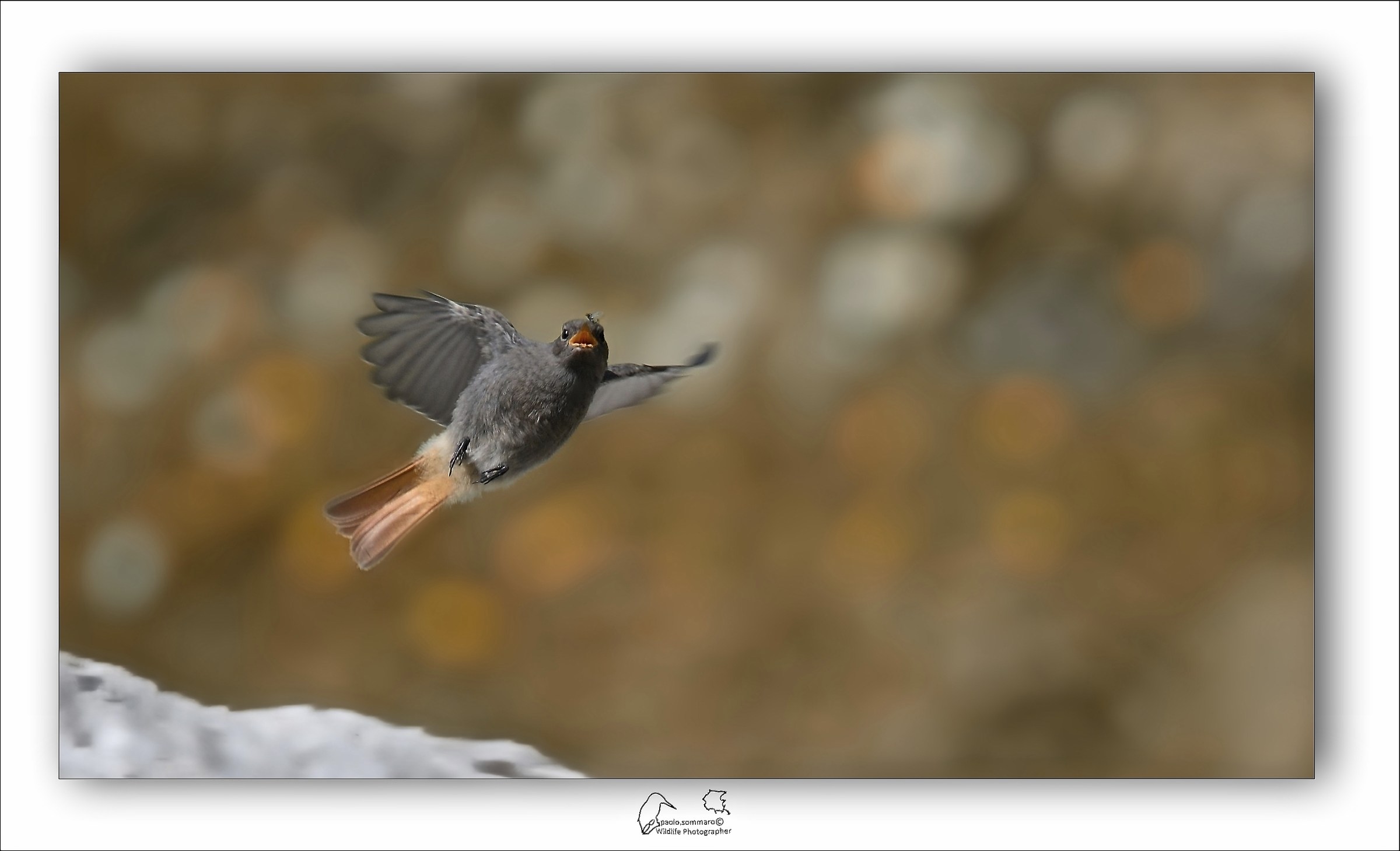 Phoenicurus Phoenicurus