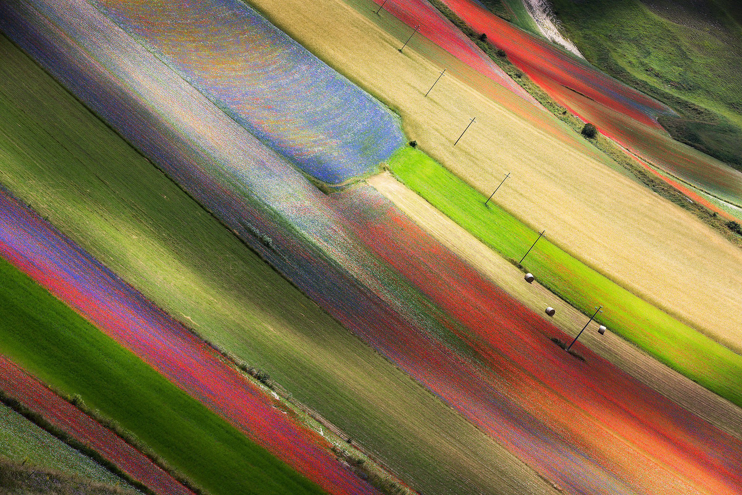 Castelluccio in fiore
