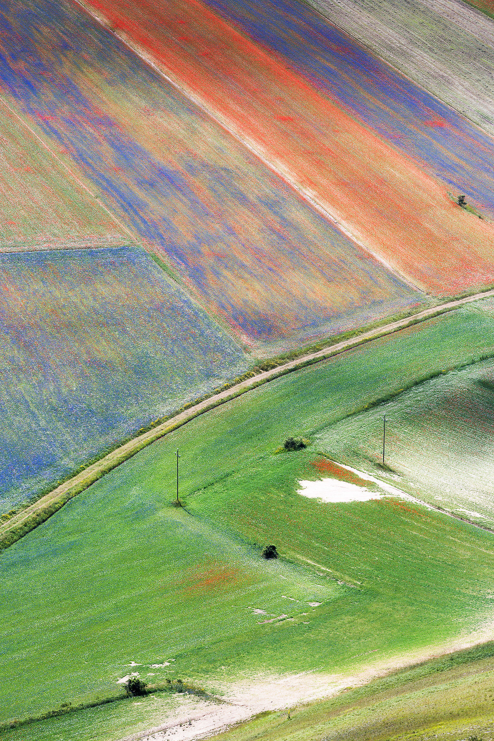 Castelluccio in fiore