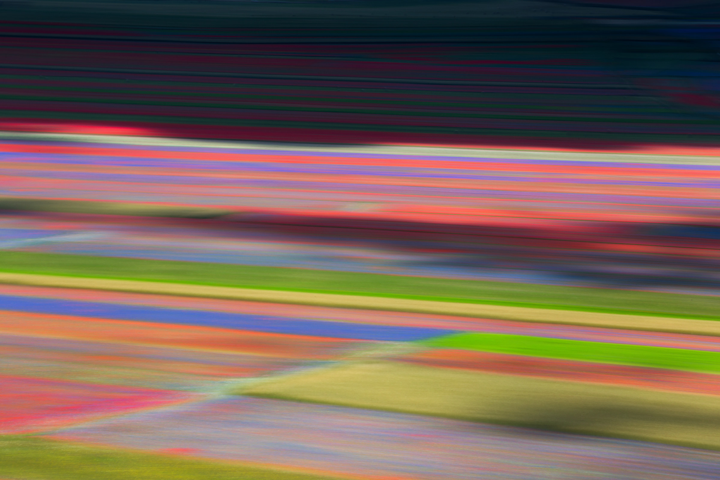 Castelluccio in fiore