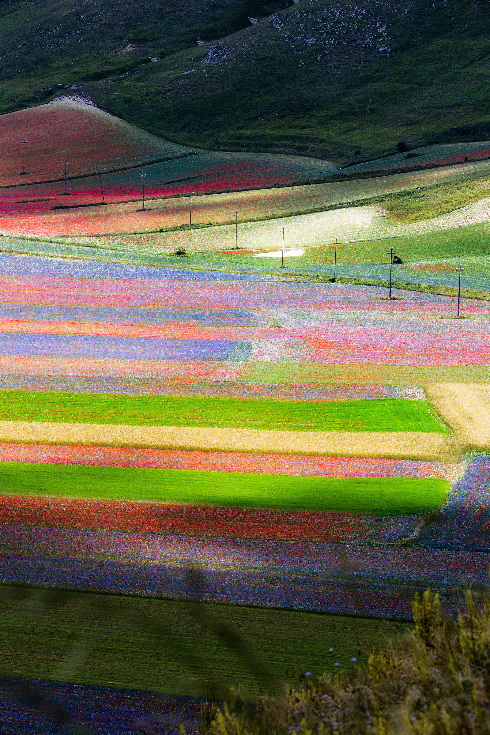 Castelluccio in fiore