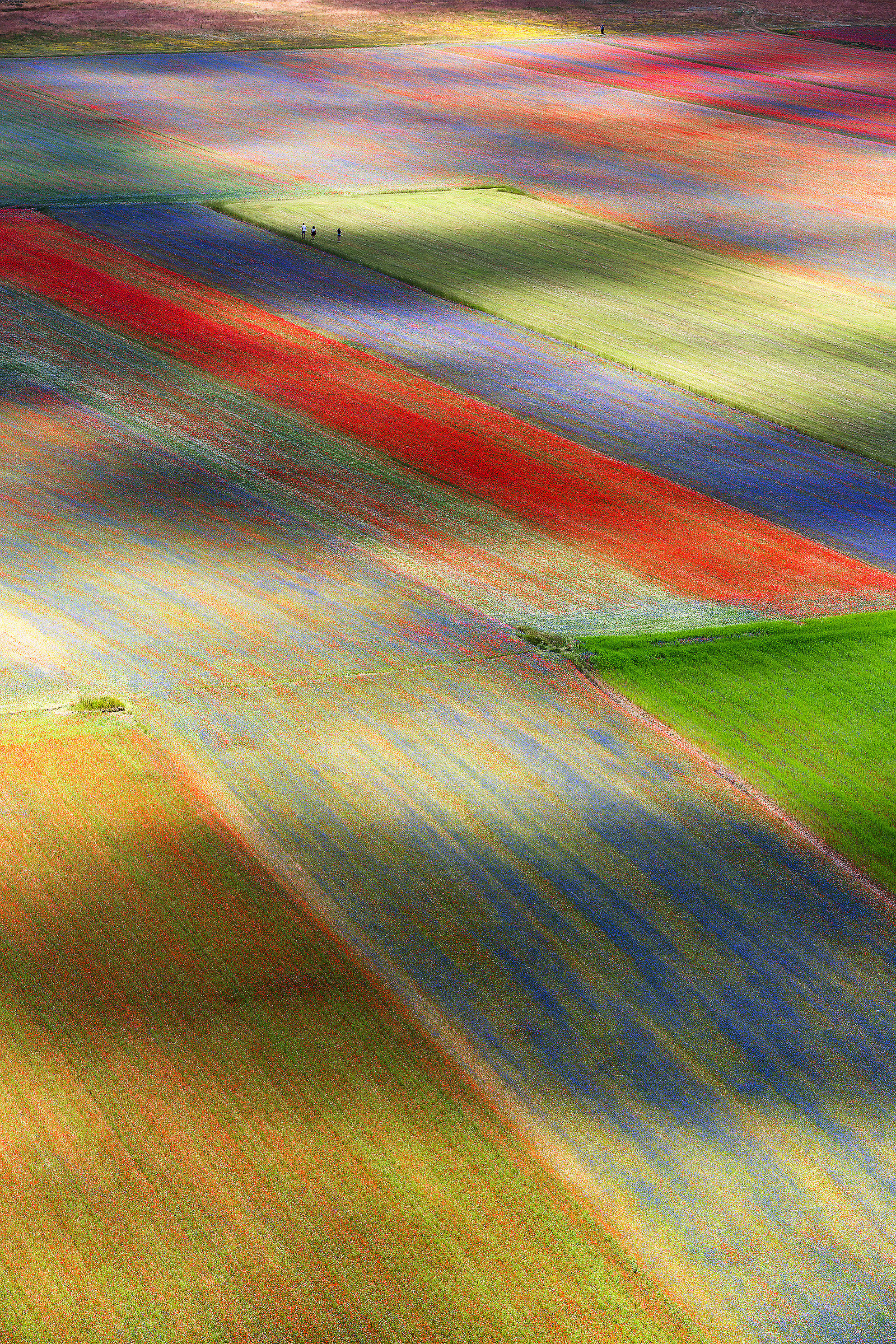 Castelluccio in fiore