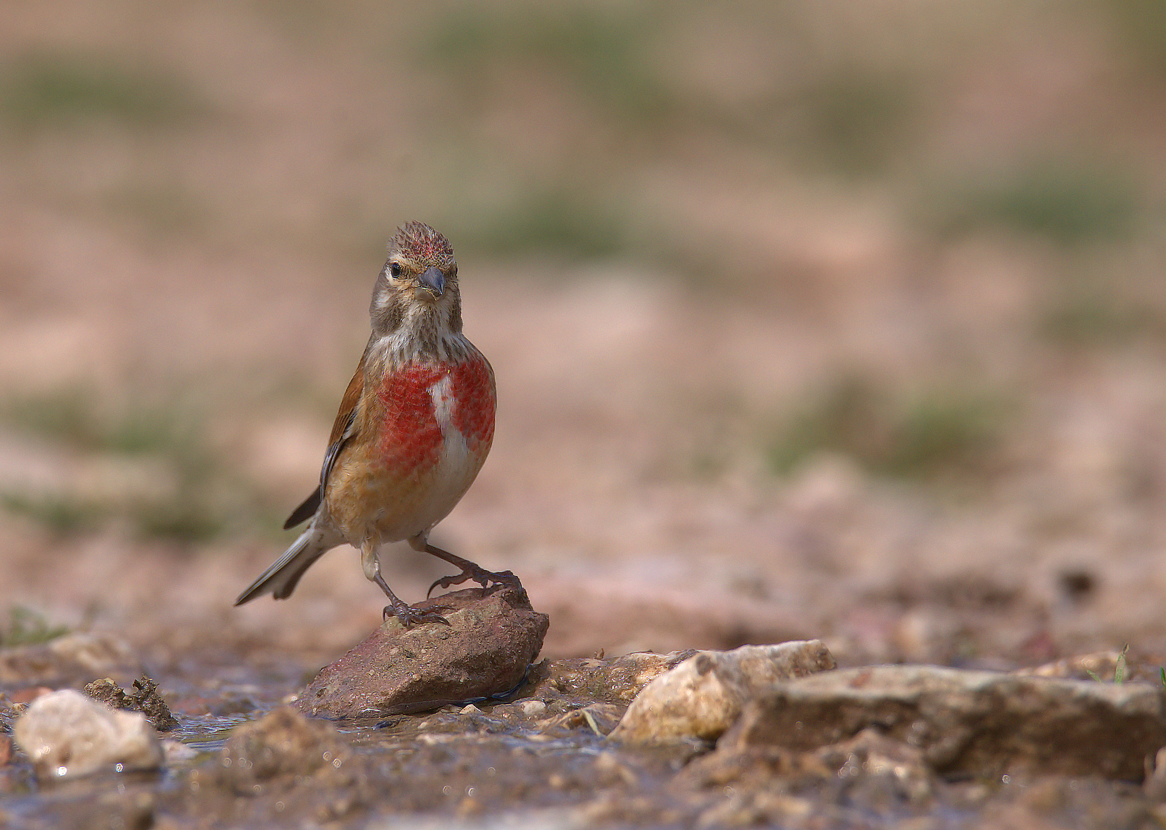 Linnet