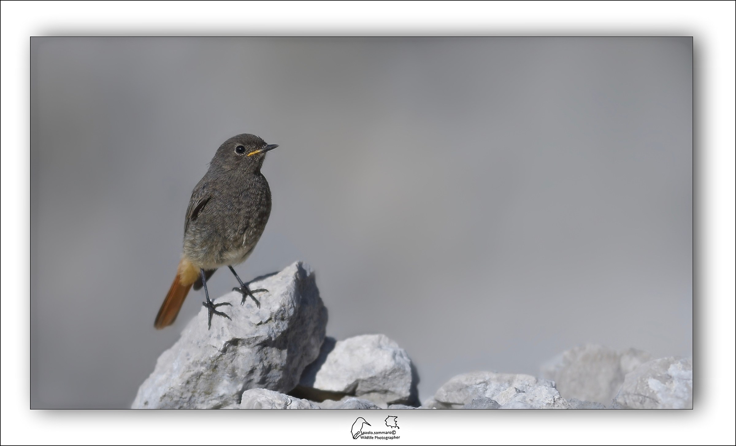 Codirosso Spazzacamino