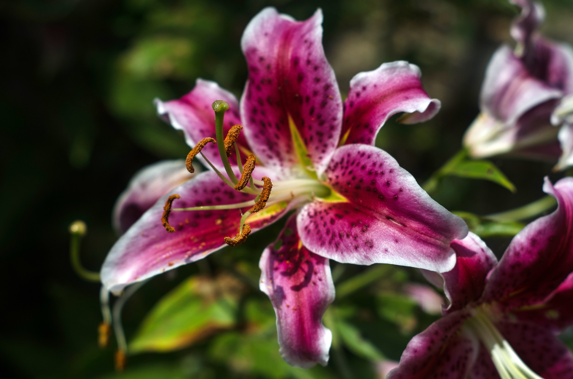 Flowering 2018 with Takumar 50 mm 1.8