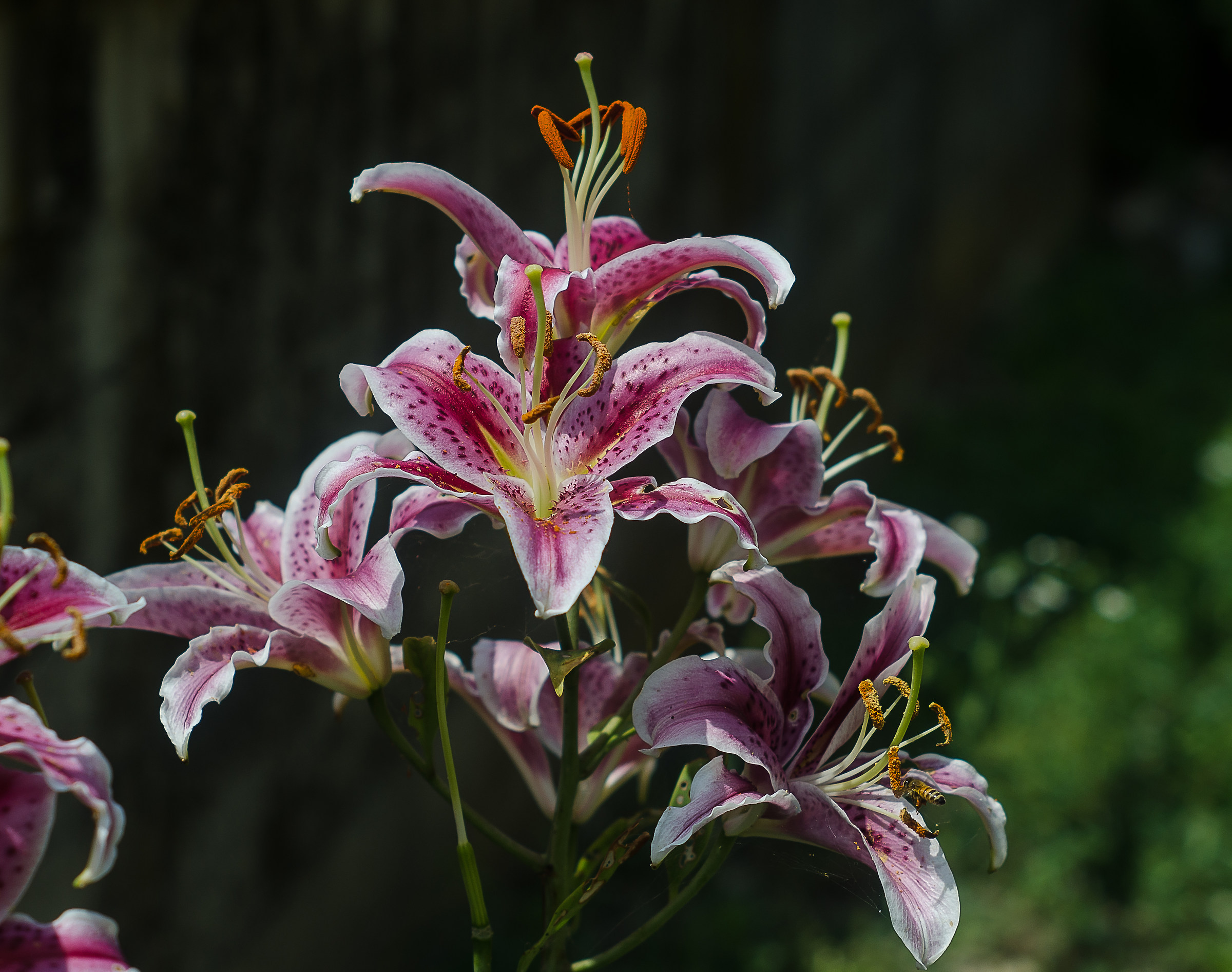 Fioritura 2018 con takumar 55 mm 1,8