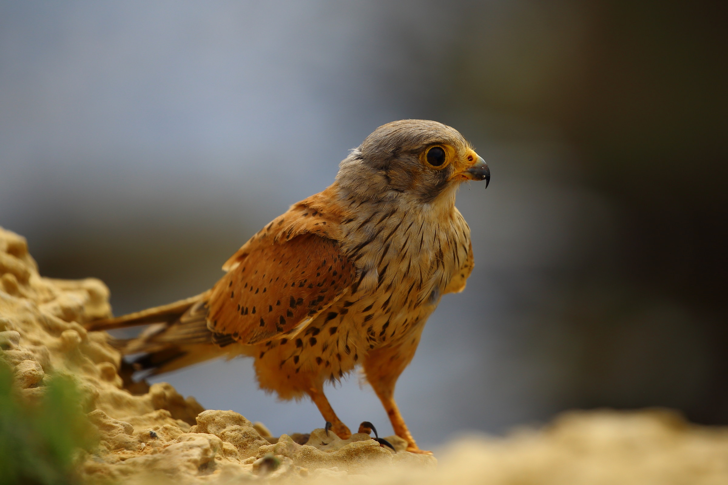 Vicino di asciugamano a Minorca