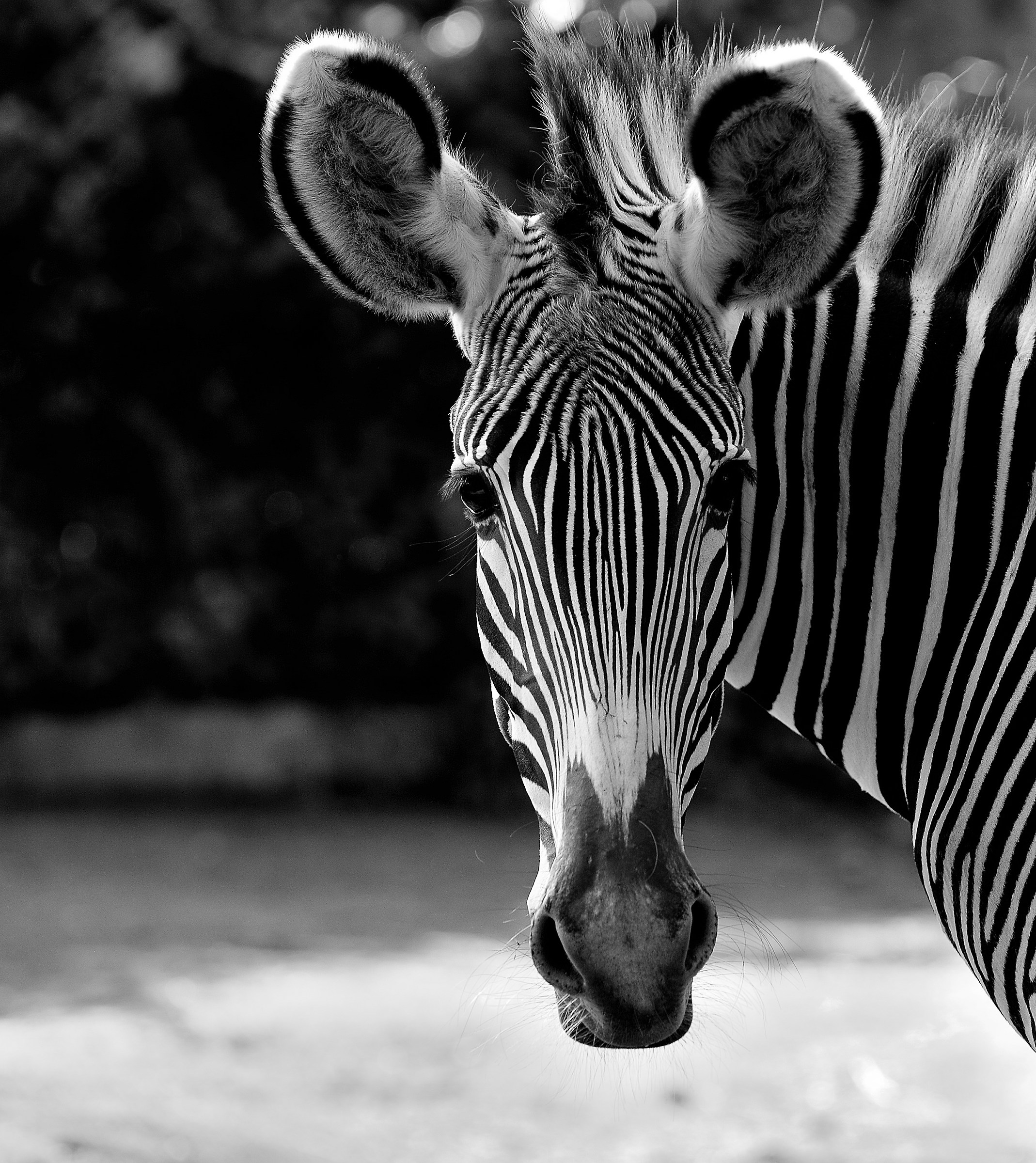 Bianco/Nero originale