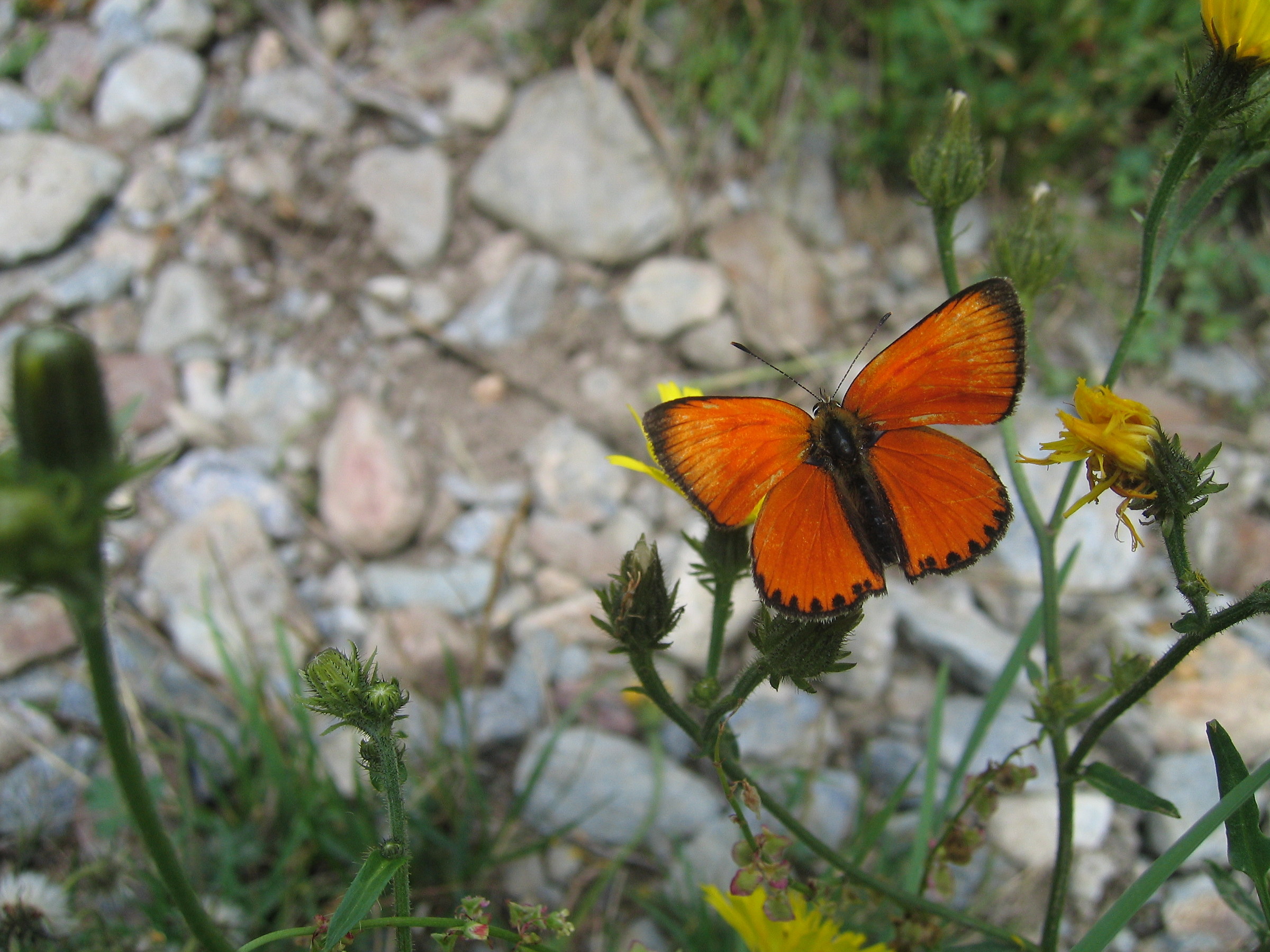 Lycaena hippothoe
