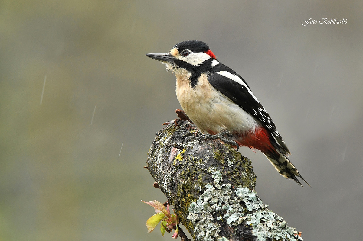 Big Red woodpeckers...