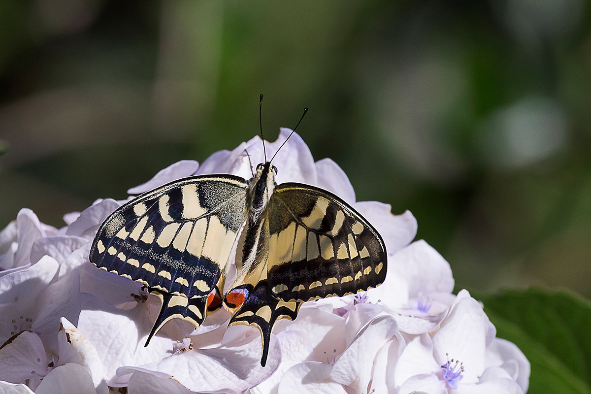 From CATERPILLAR to Butterfly!!! Too good.....