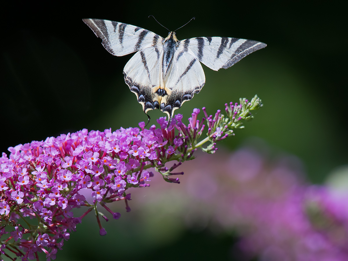 Butterfly at the roll