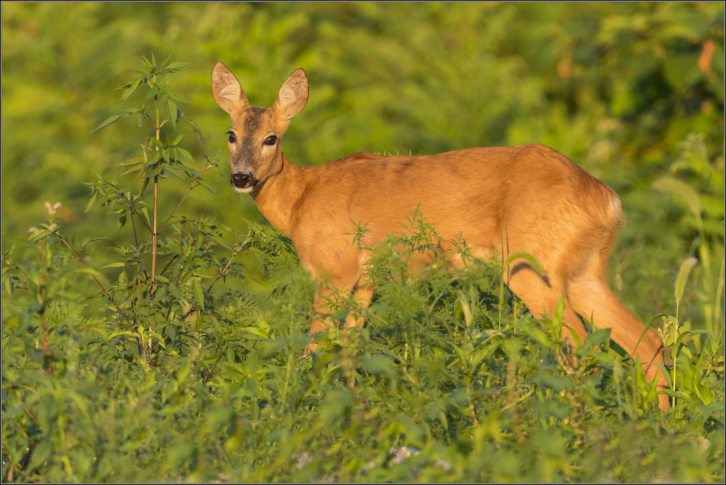 capriolo al tramonto