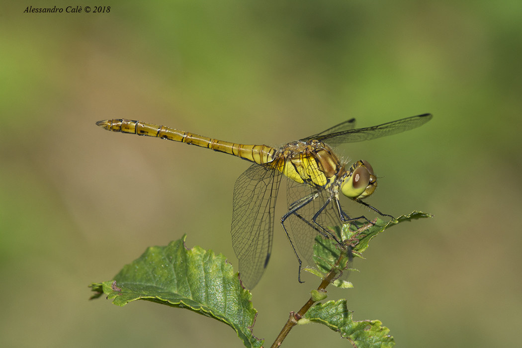 Sympetrum 2953