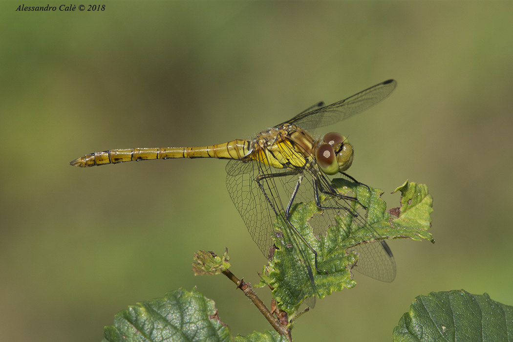 Sympetrum 2958