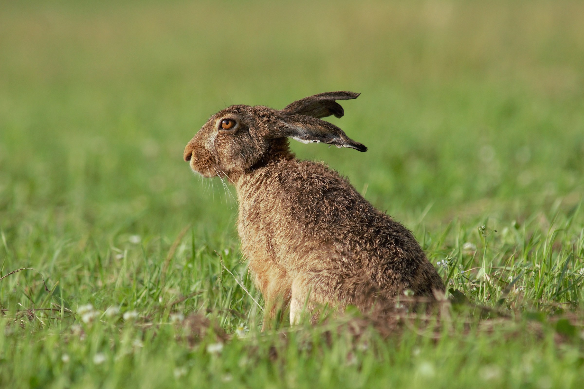 Brown Hare (Lepus europeaus)