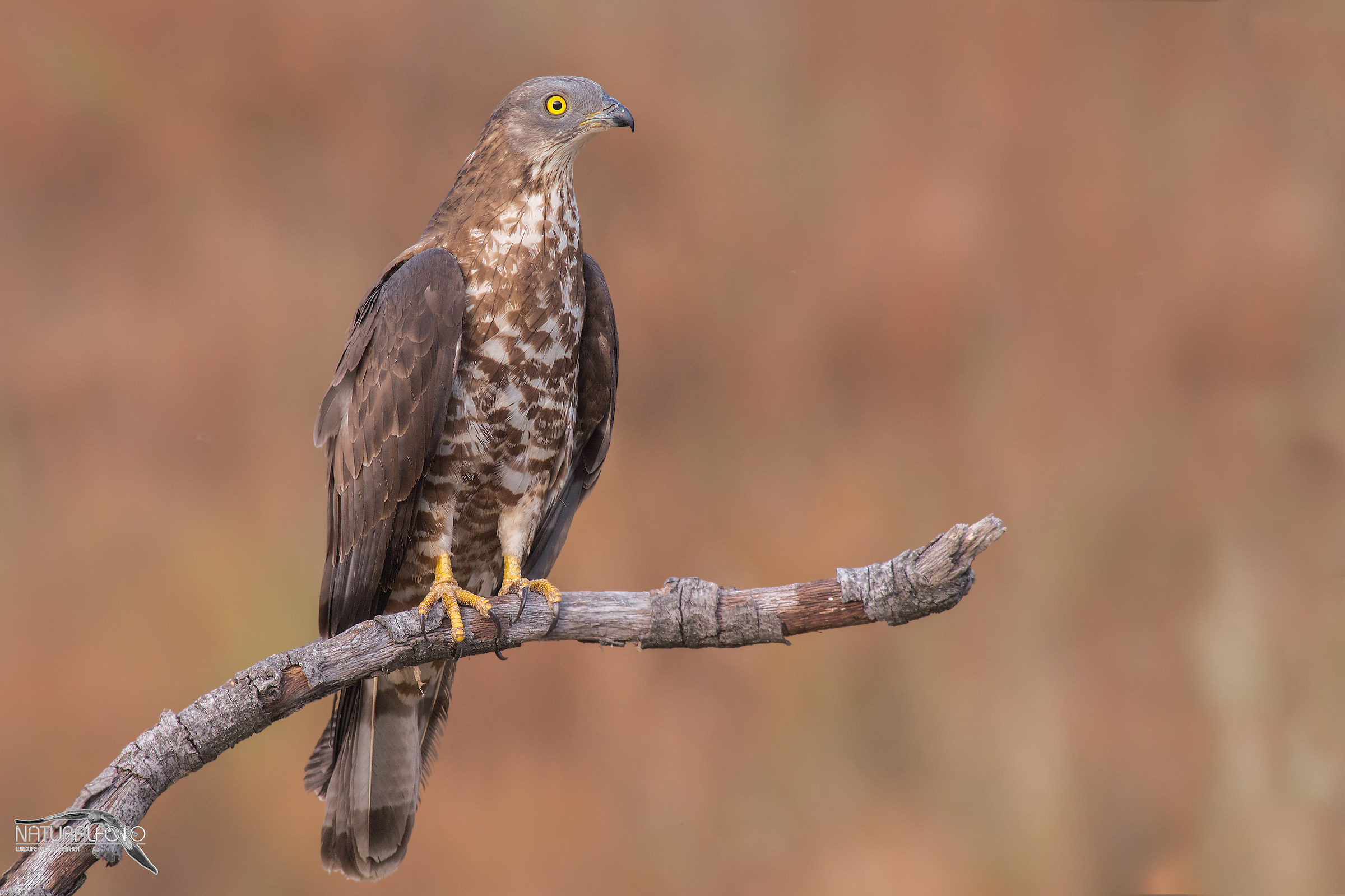 Pecchiaiolo - capanno rapaci NF -