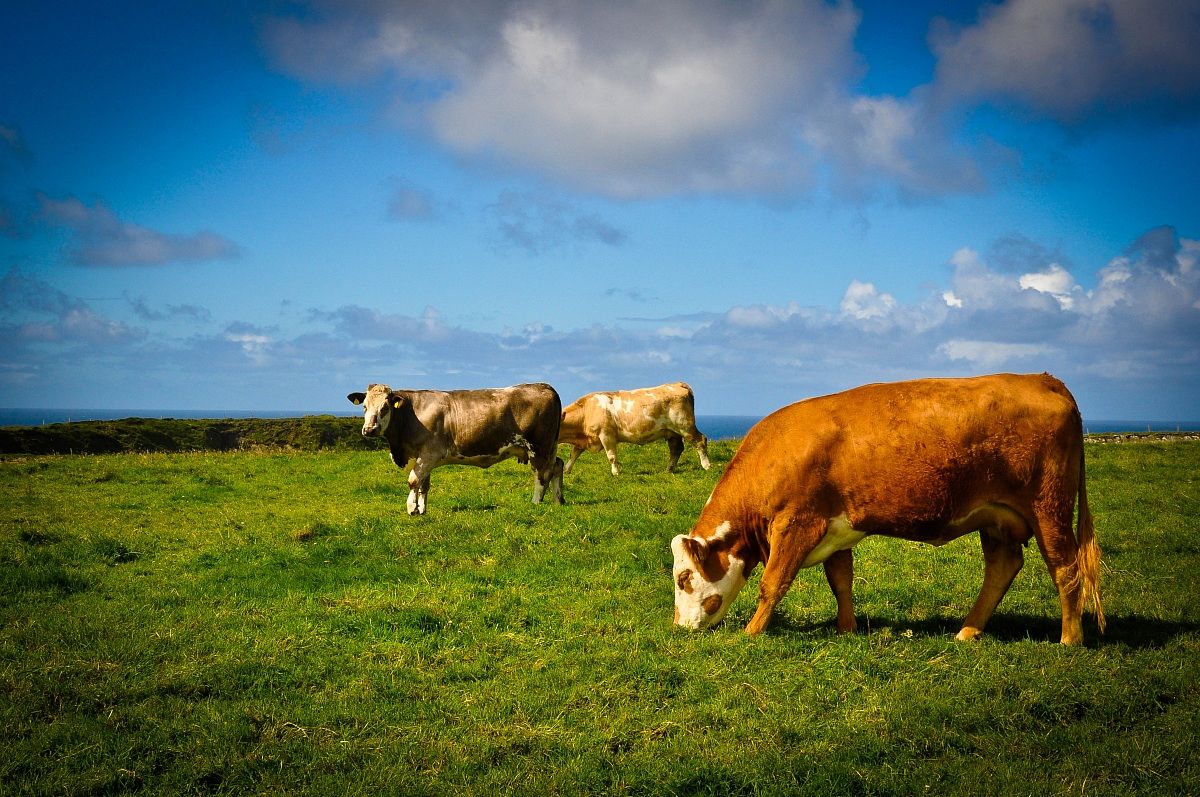 mare mucche e monti...
