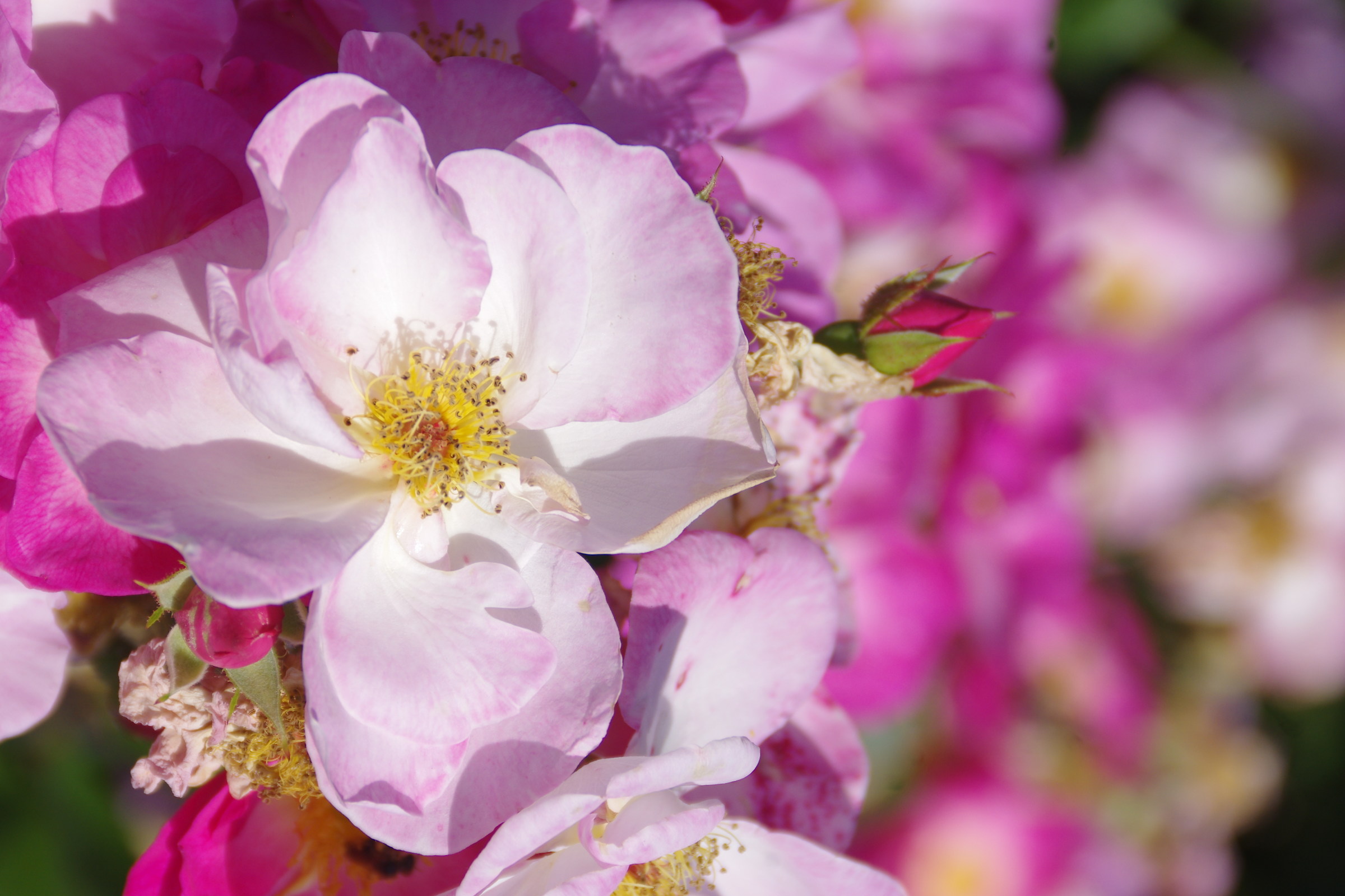 Roseto Santa Giustina-1