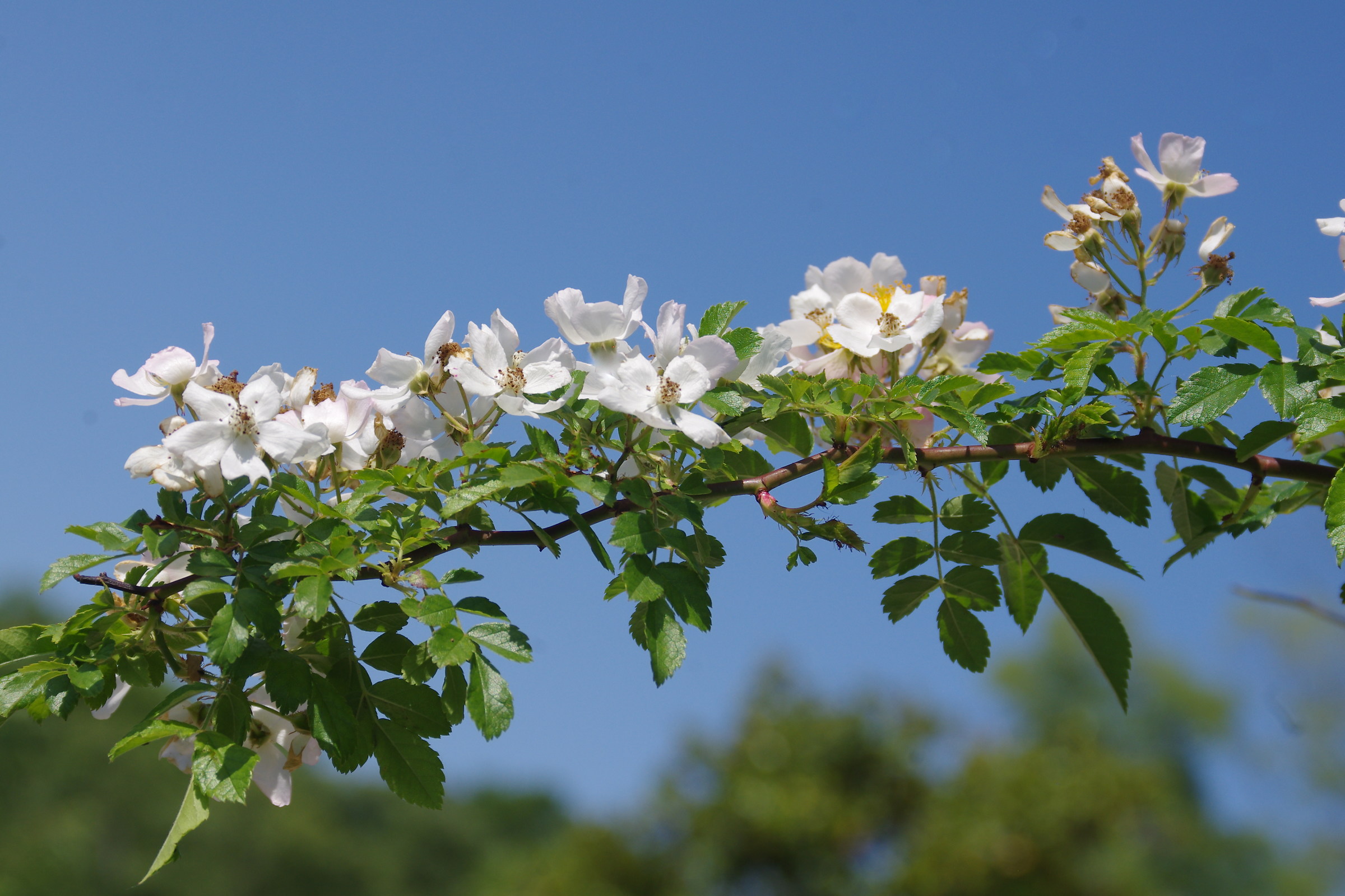 Roseto Santa Giustina-2