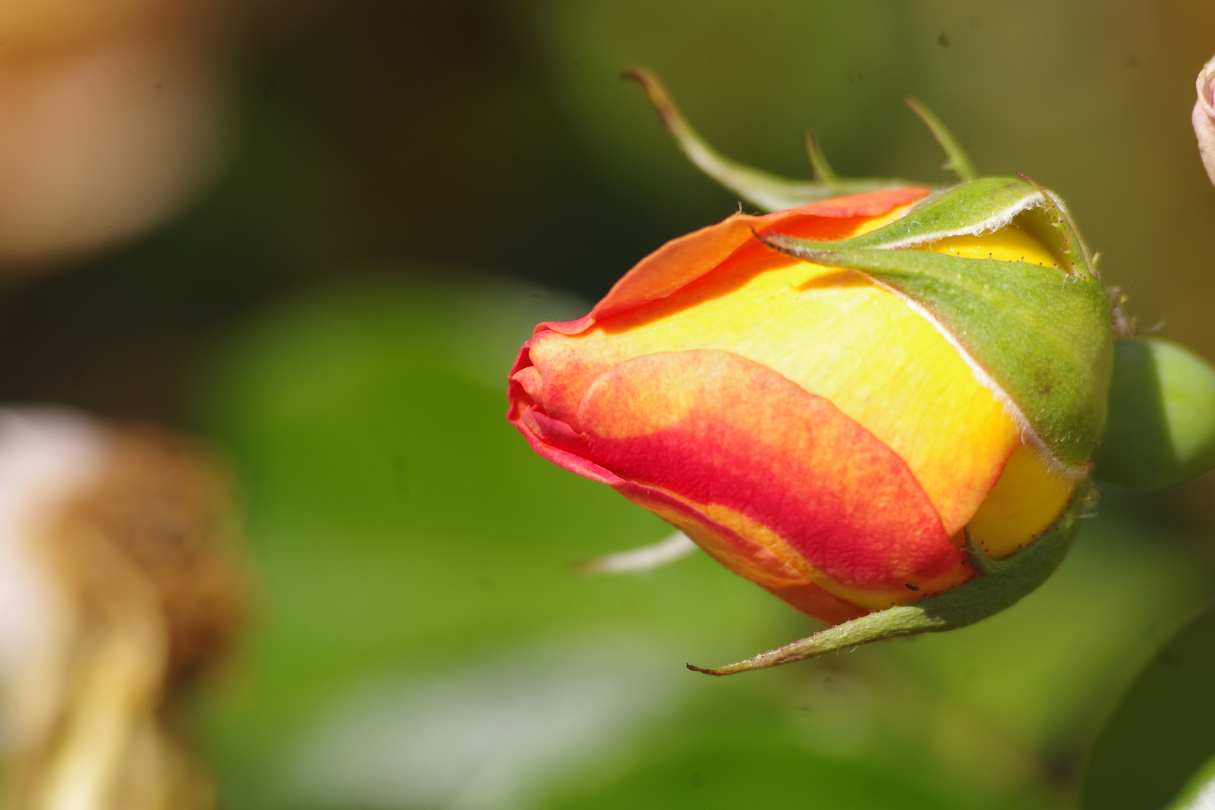 Roseto Santa Giustina-4