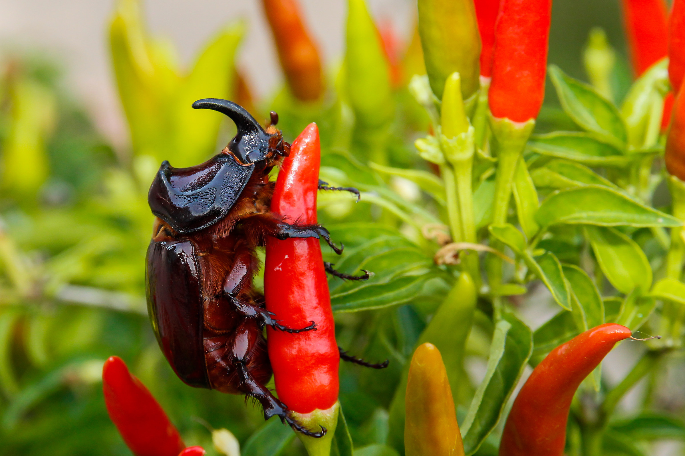 scarabeo rinoceronte