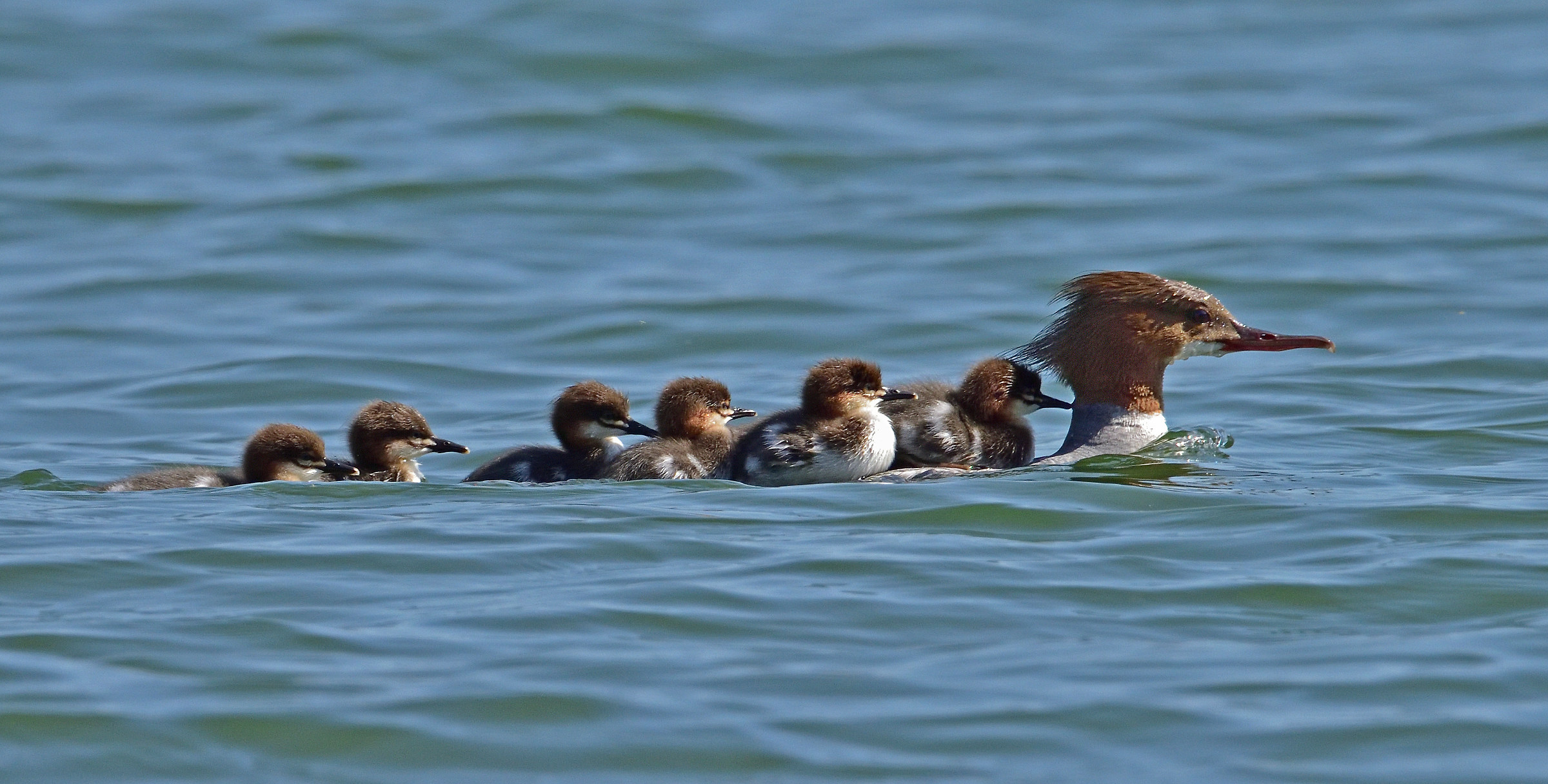 Il trenino. Smergo maggiore - Iseo