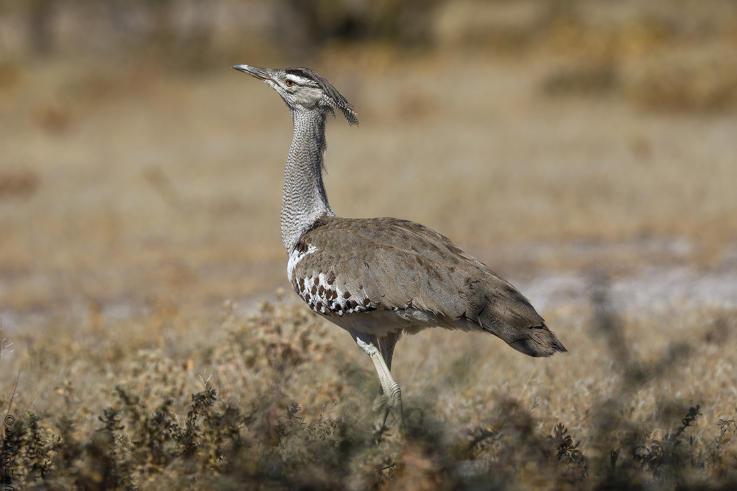Kori bustard