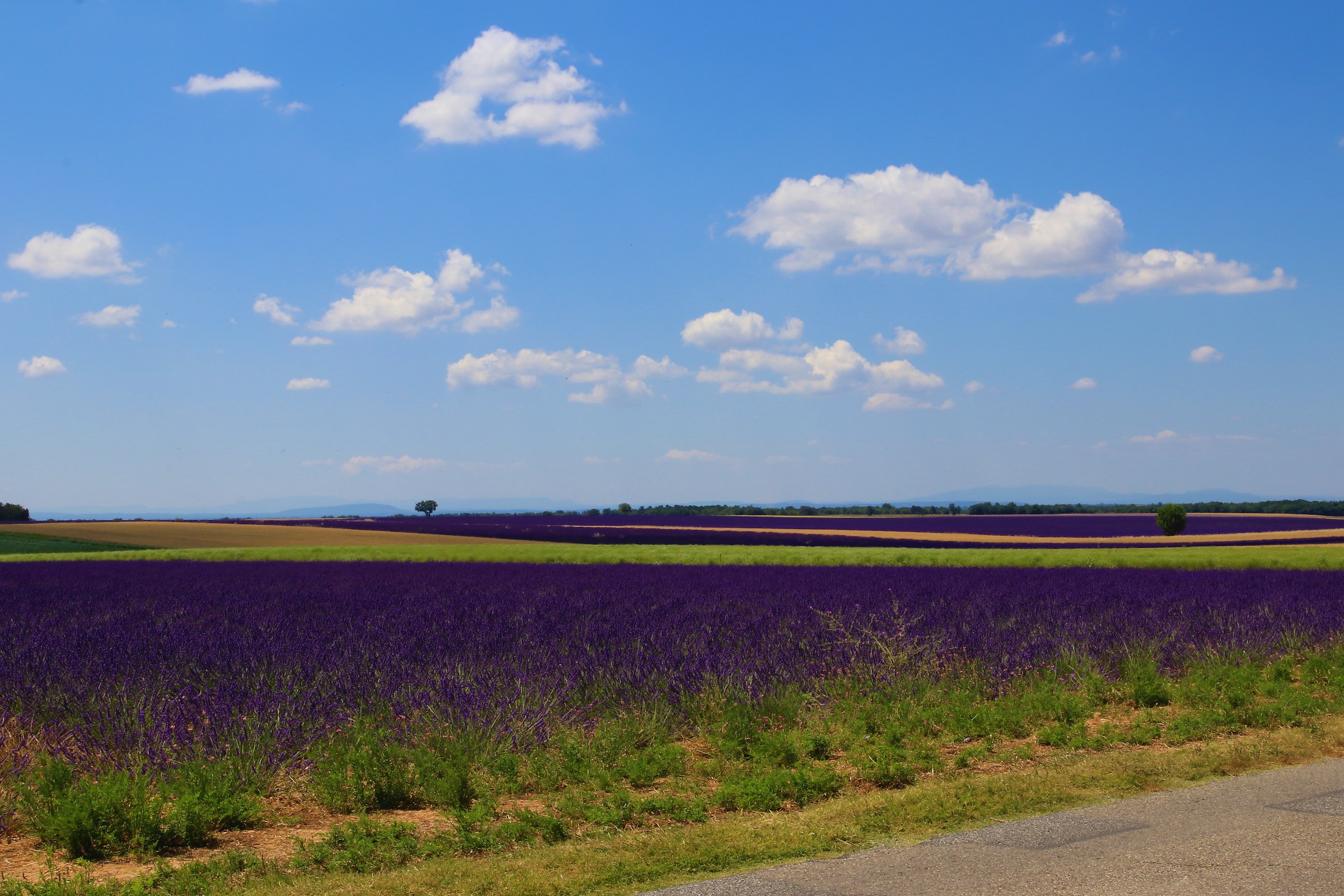 Fields of Lavender