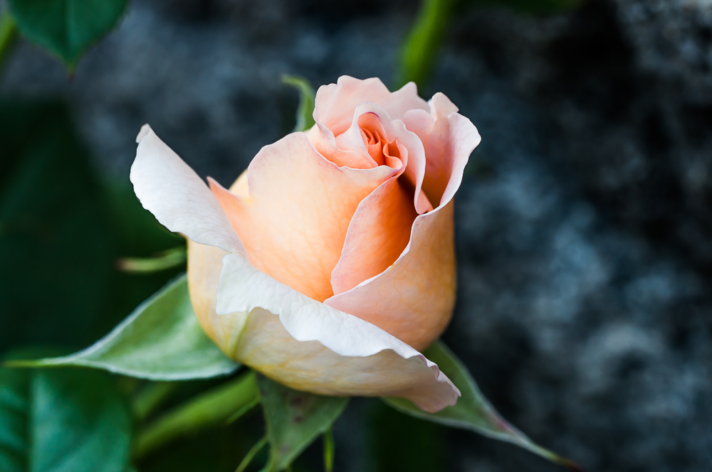 A rose is always a rose