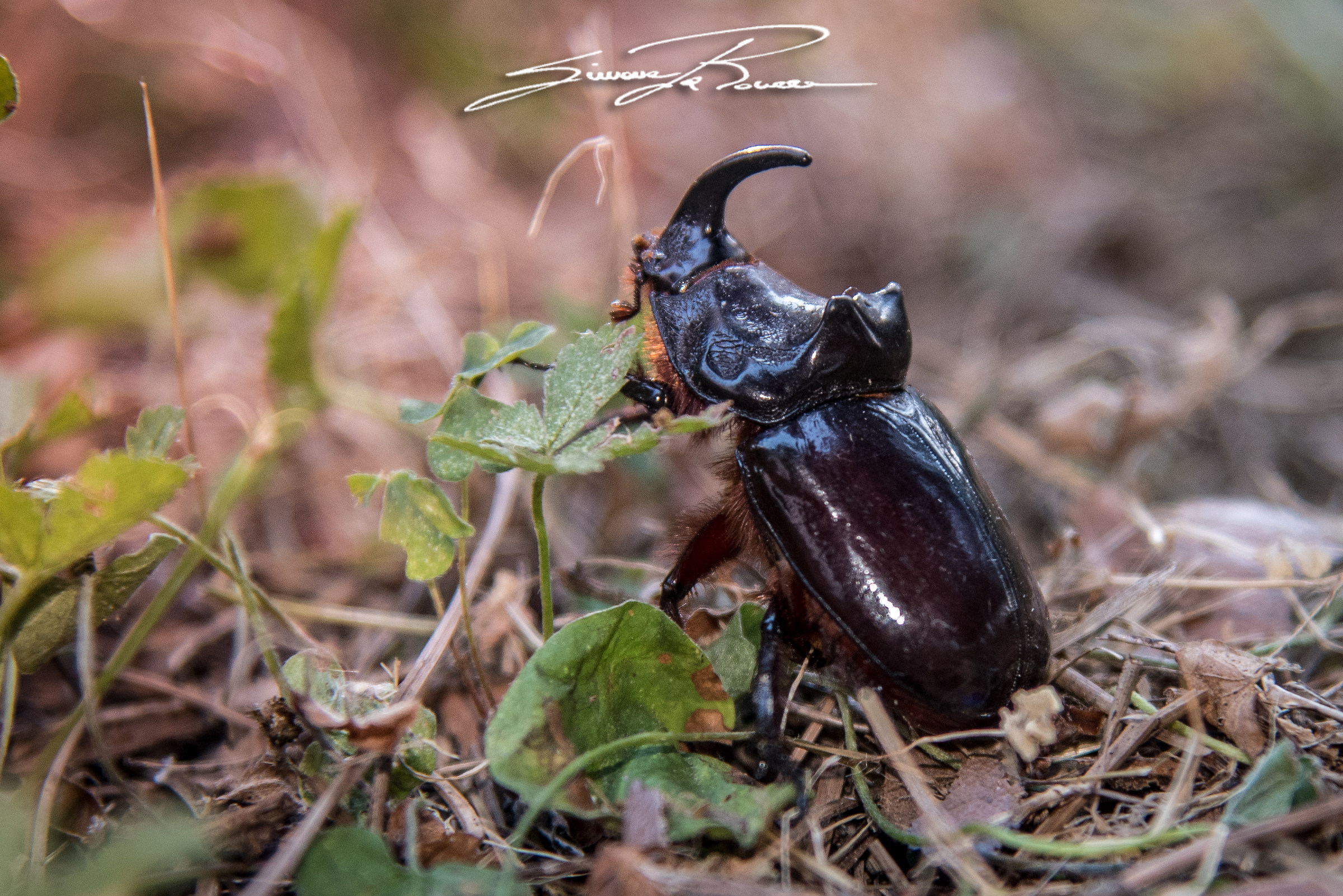 Rhinoceros beetle