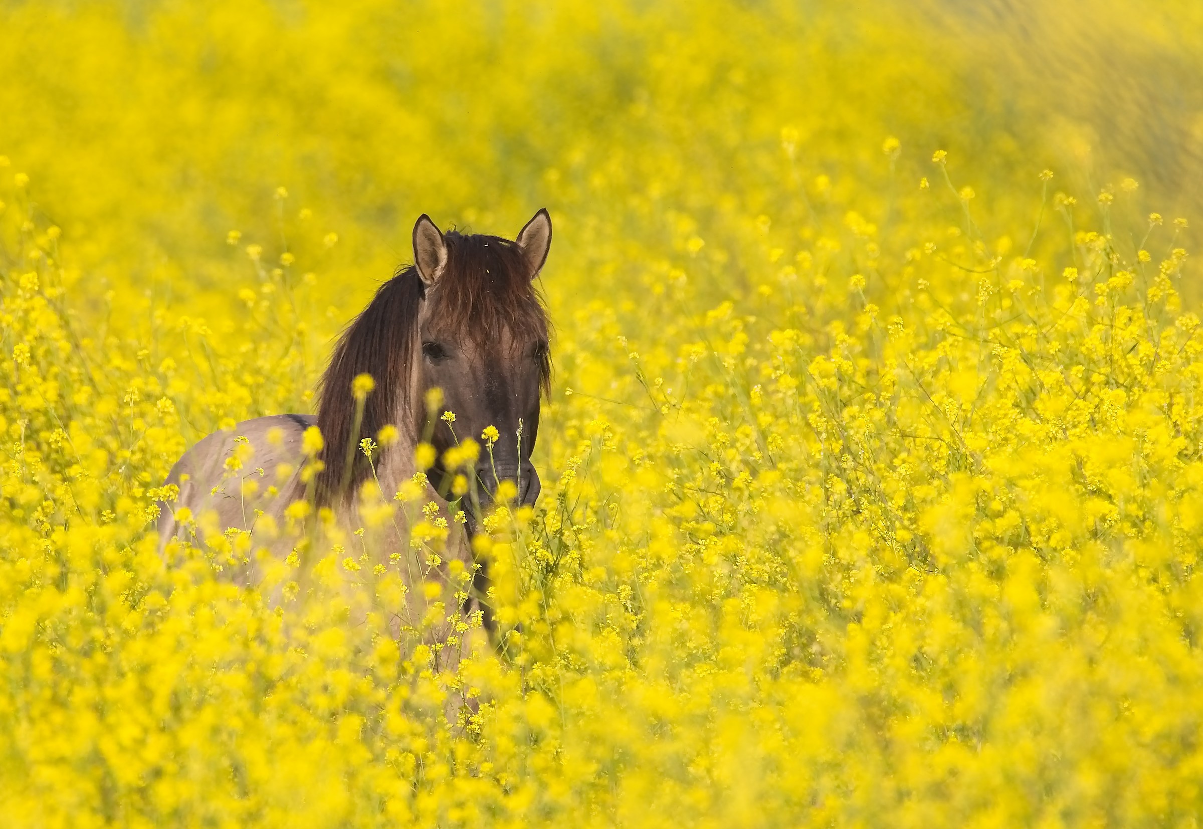 yellow wild horse