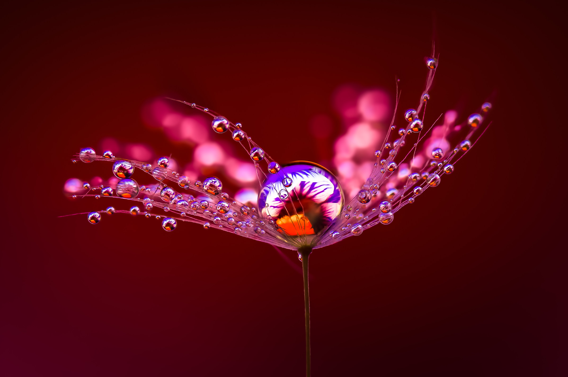 Drops e Flowers Gocce e Fiori Riflessi Mario Nicorelli